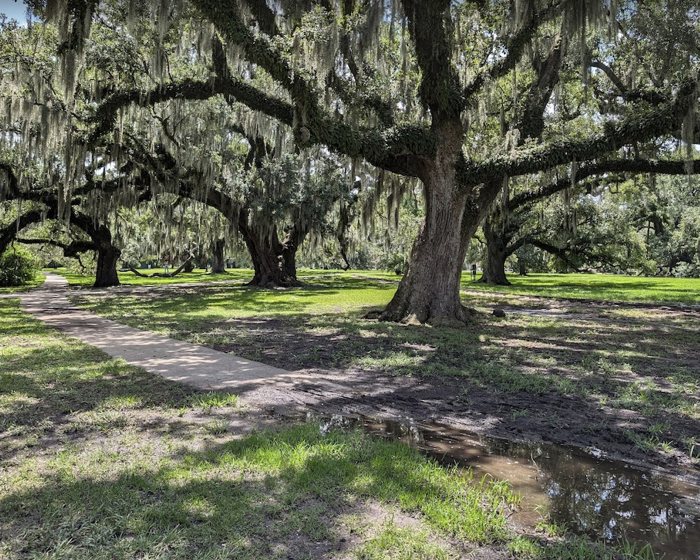 Explore City Park, another unique thing to do in New Orleans