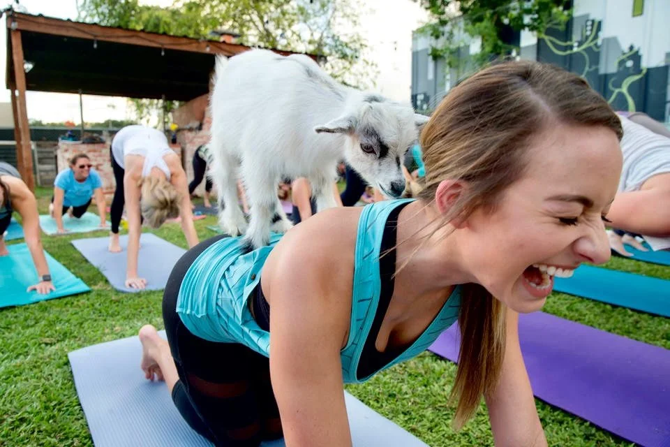 Baby Goat Yoga