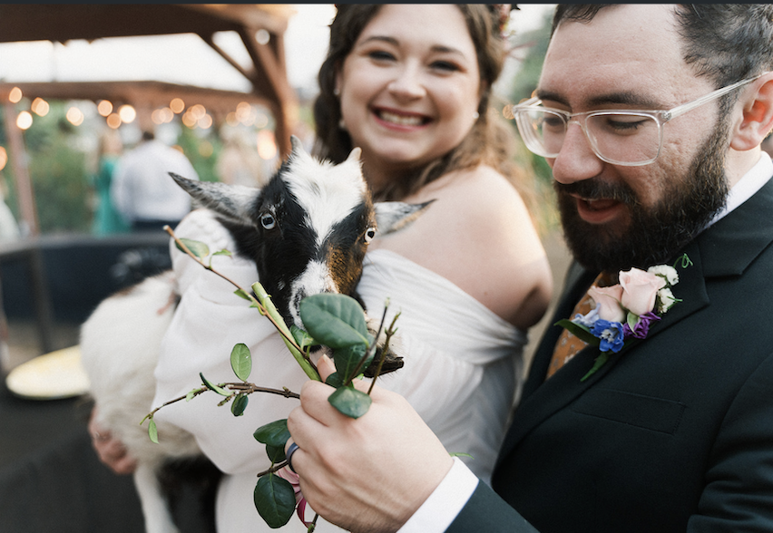 A bride and groom feeding one of Paradigm's pygmy goats.