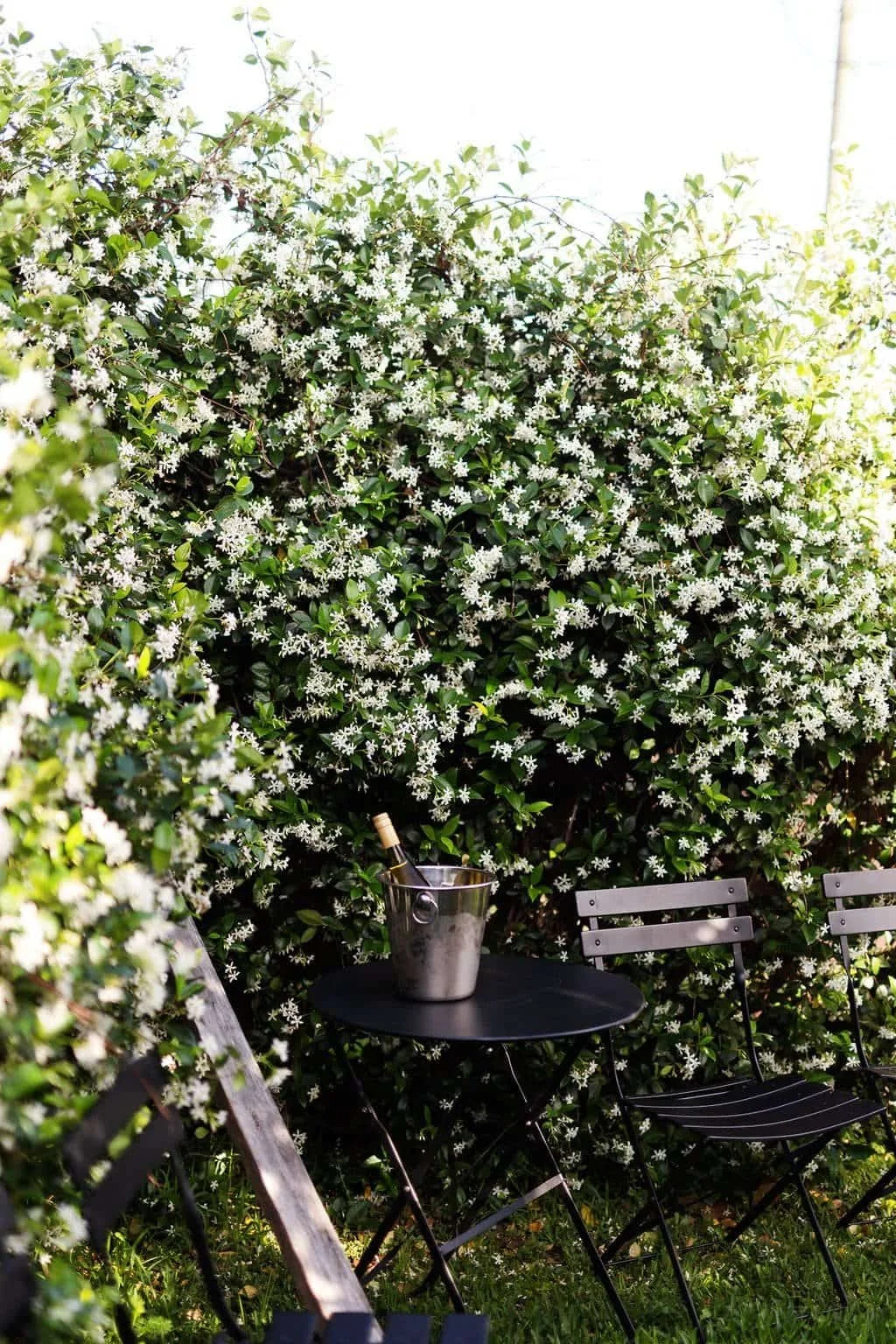 Flowering Jasmine wall with black table and champagne but and bottle.