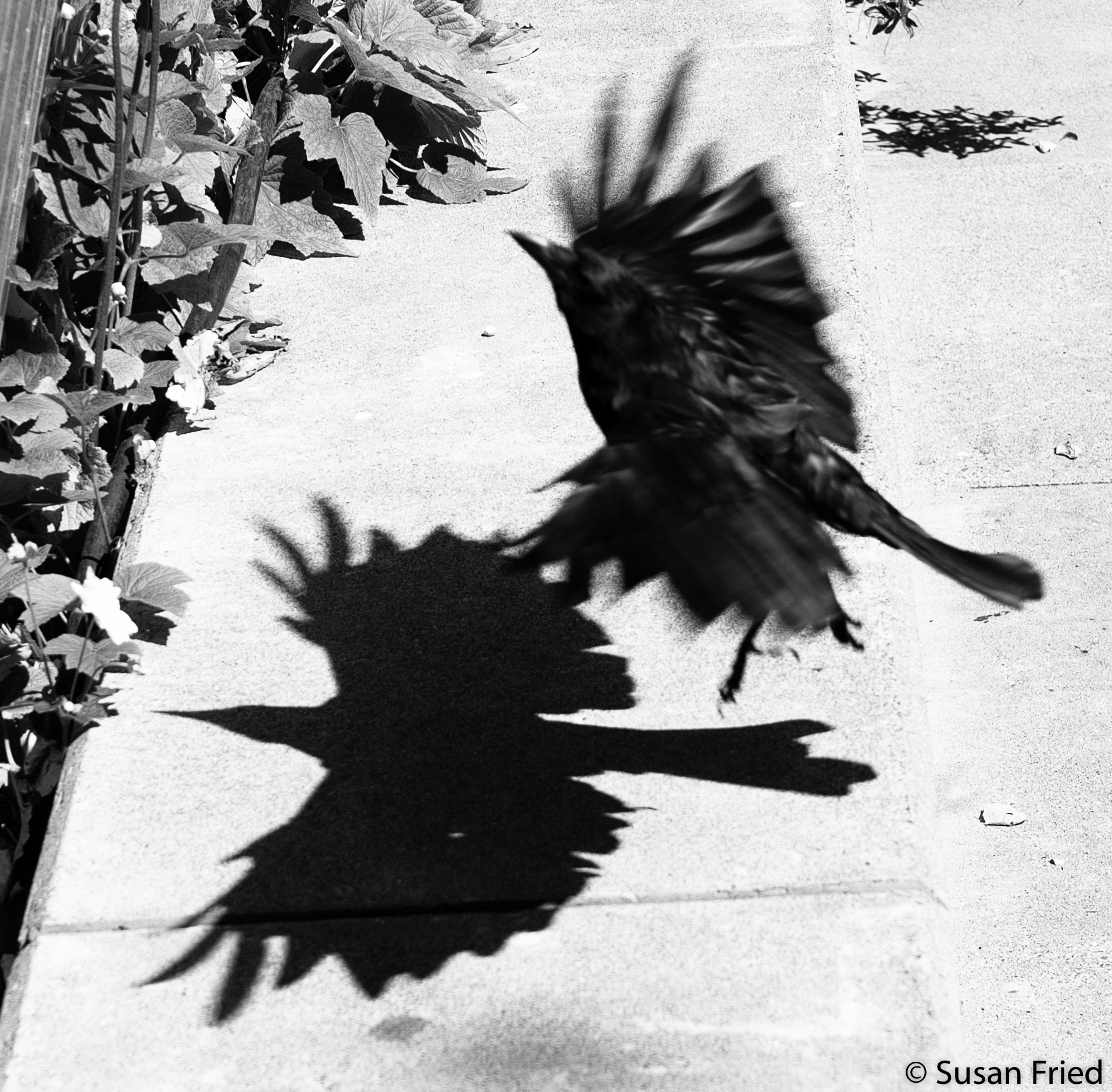 Crow 1.jpg