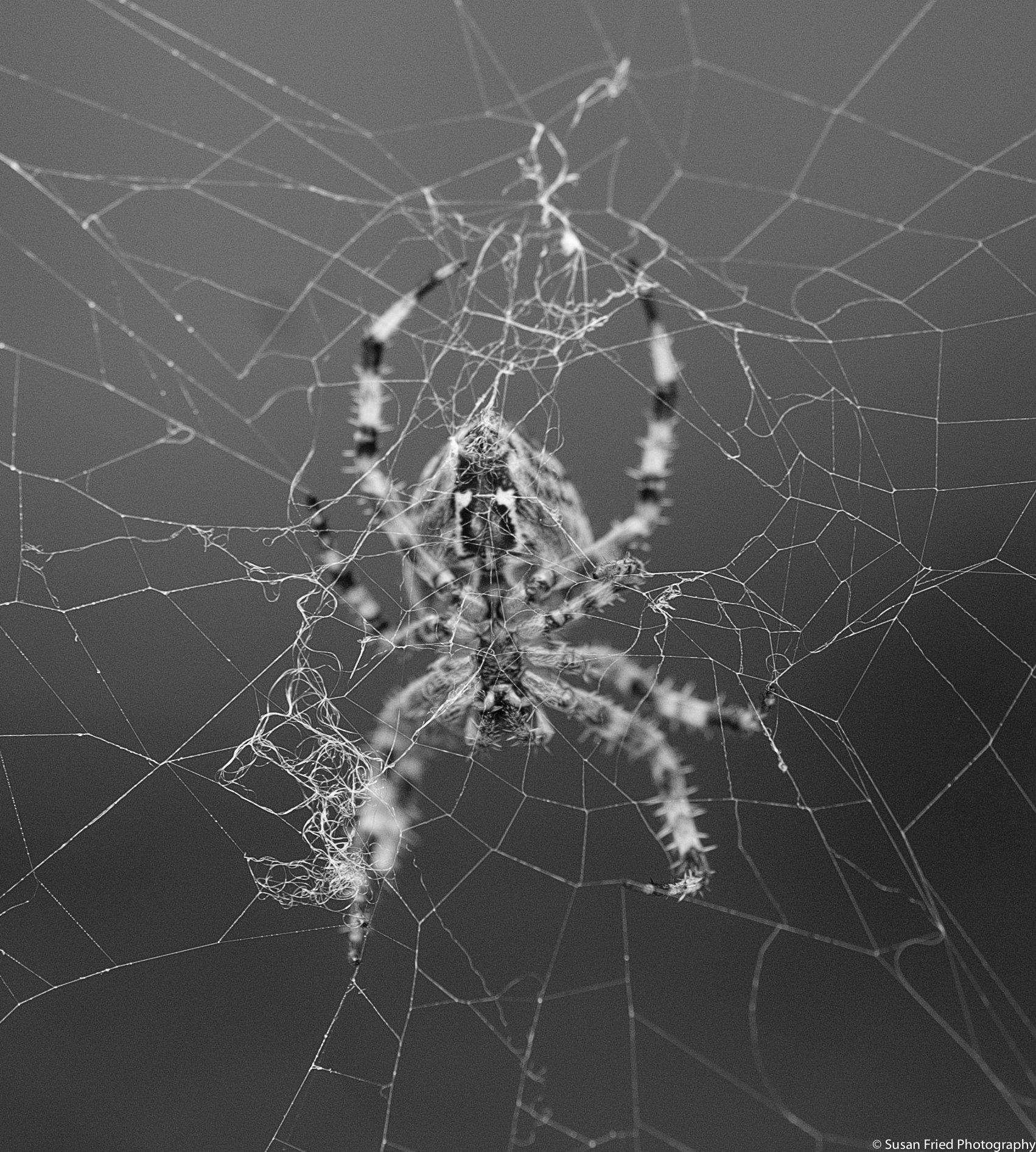 Spider 5 b&w.jpg