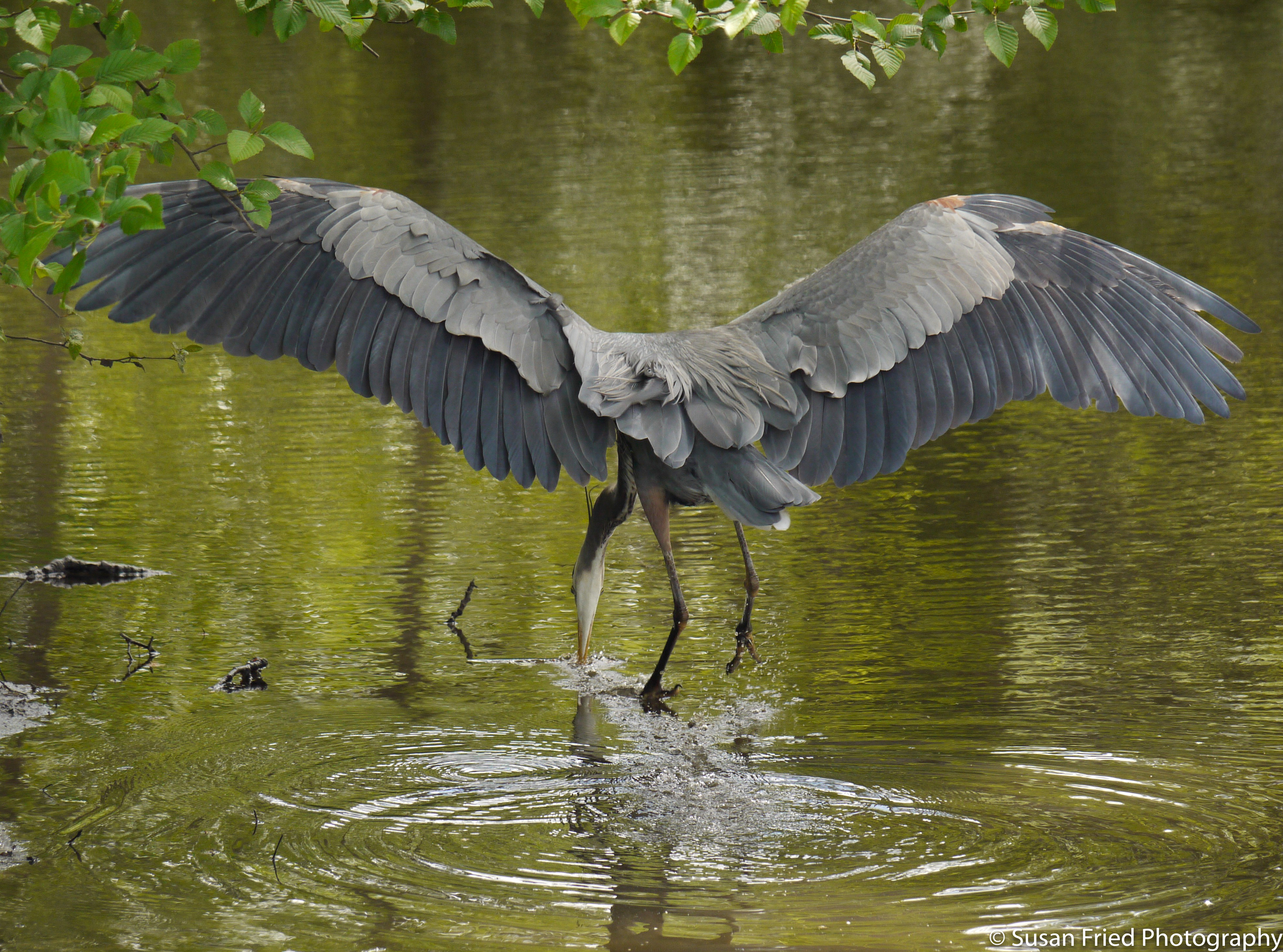 HERON 4 wings.jpg