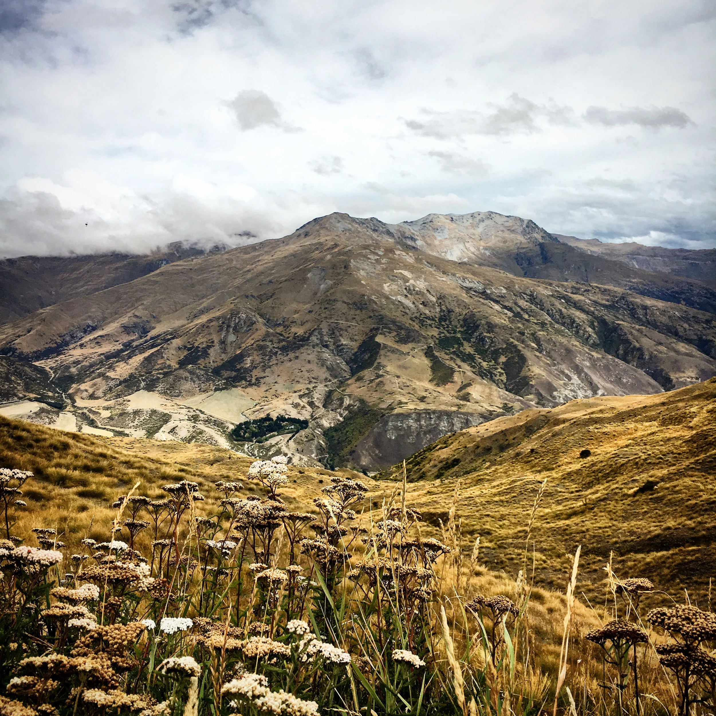 NZ1.jpg
