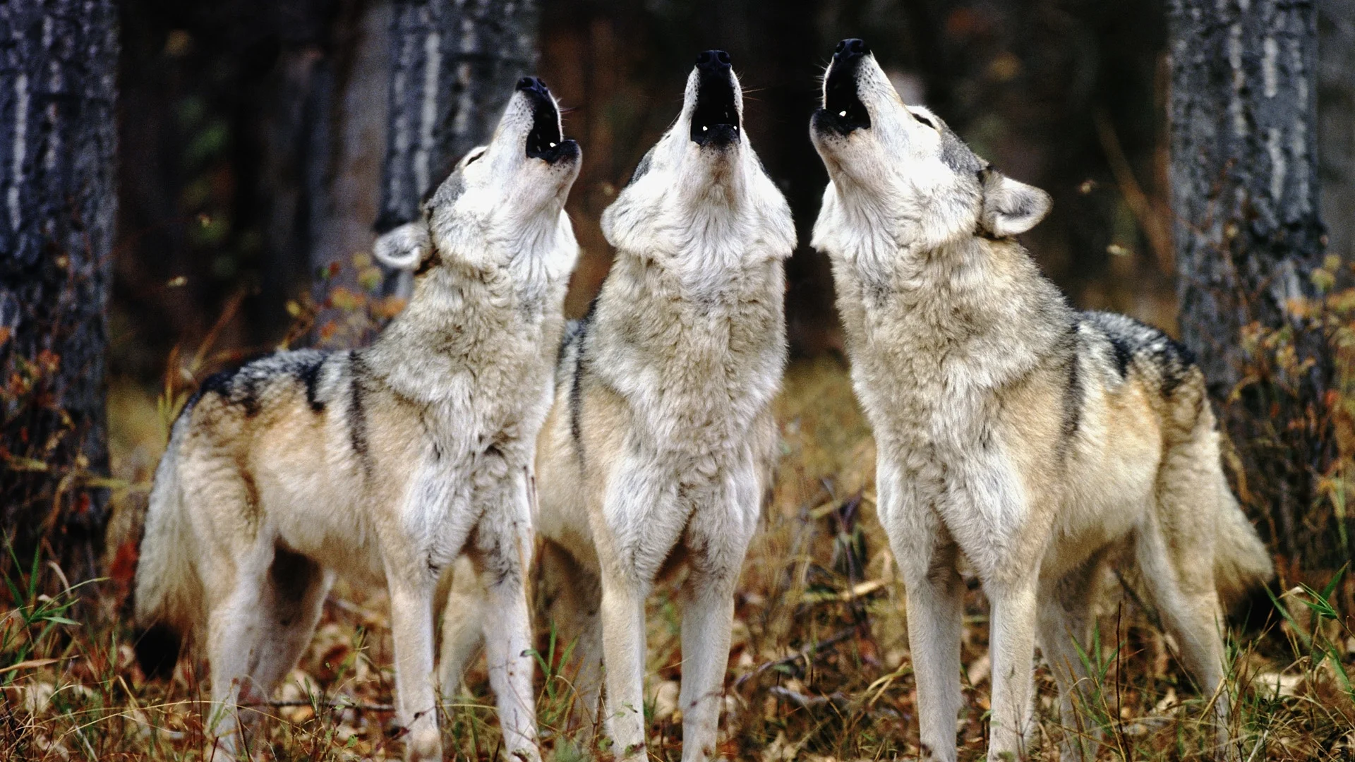 How The Lone Wolf Can Benefit From Running With The Pack - Training and Fitness Magazine