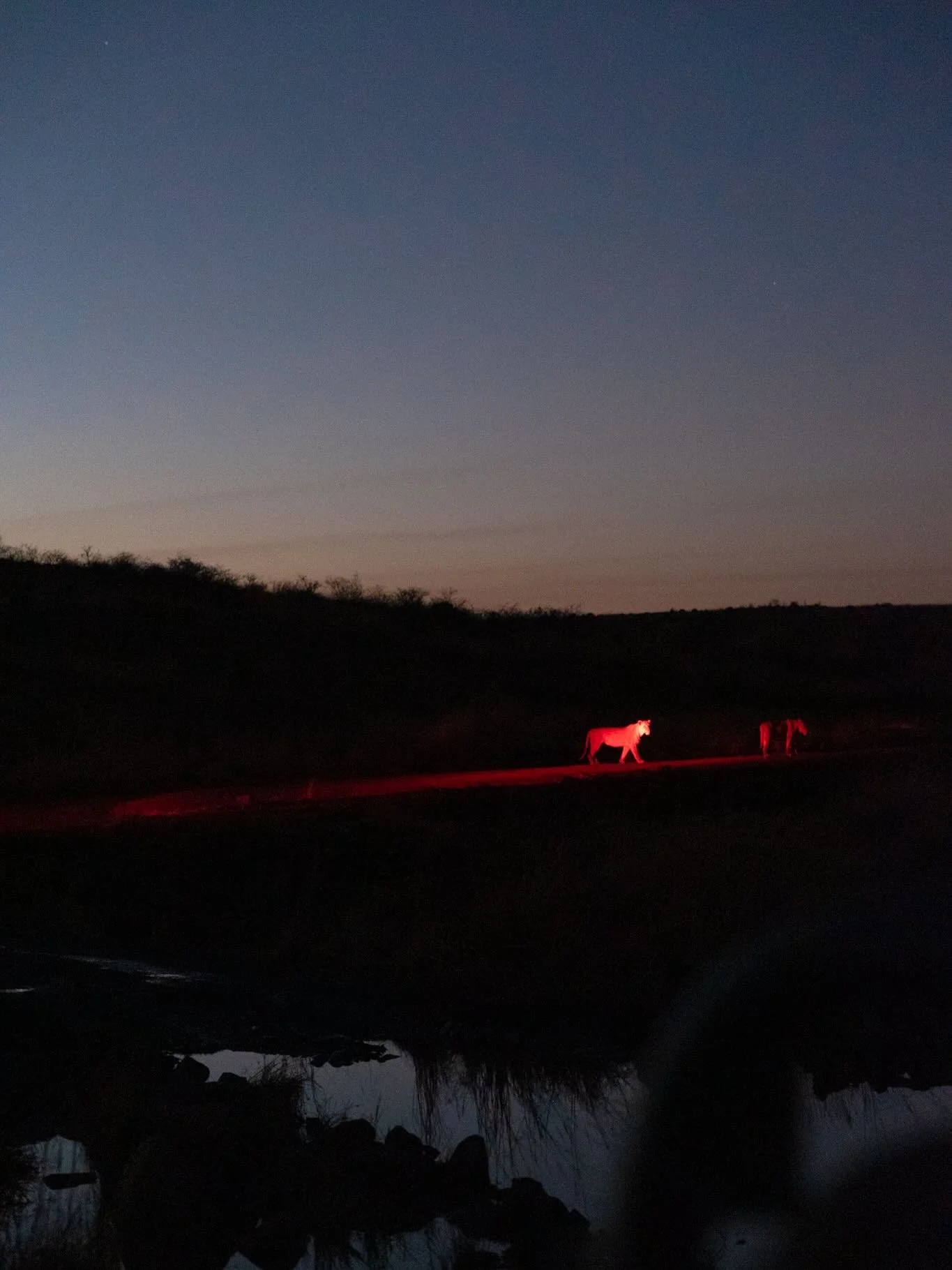 Long overdue trip to the bush.  Part 2 of our recent Berg, beach and bush trip to South Africa, and the first time taking our youngest on a proper game drive. Stalked by a lion, charged by an elephant. Terrifying and magical all at once. 

#PVMondayM