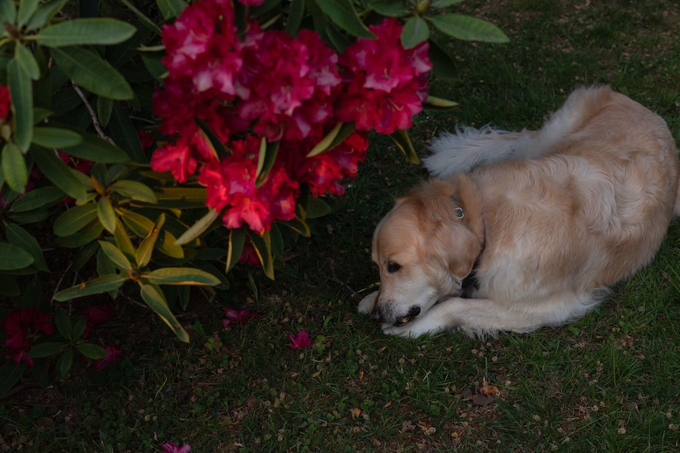 May 🌿🌸 #pvmondaynature @photovogue