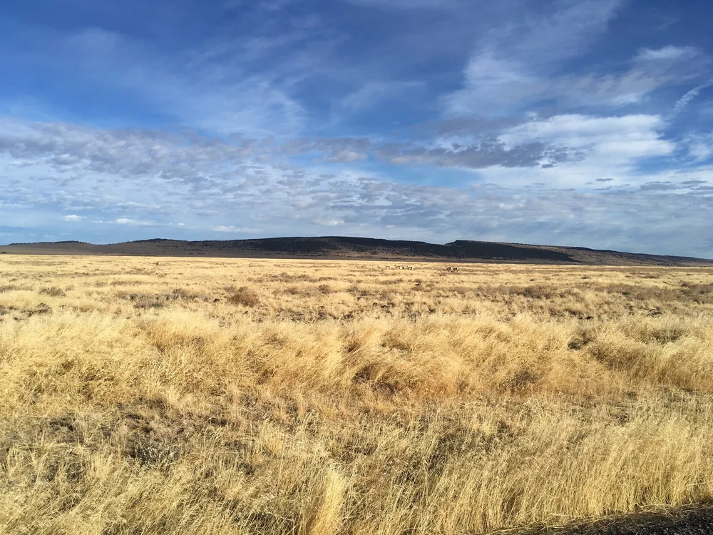 Hart Mountain Antelope - 1.JPG