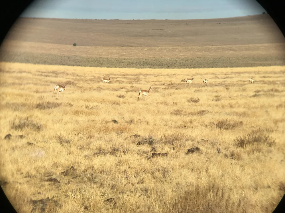 Hart Mountain Antelope - 2.JPG