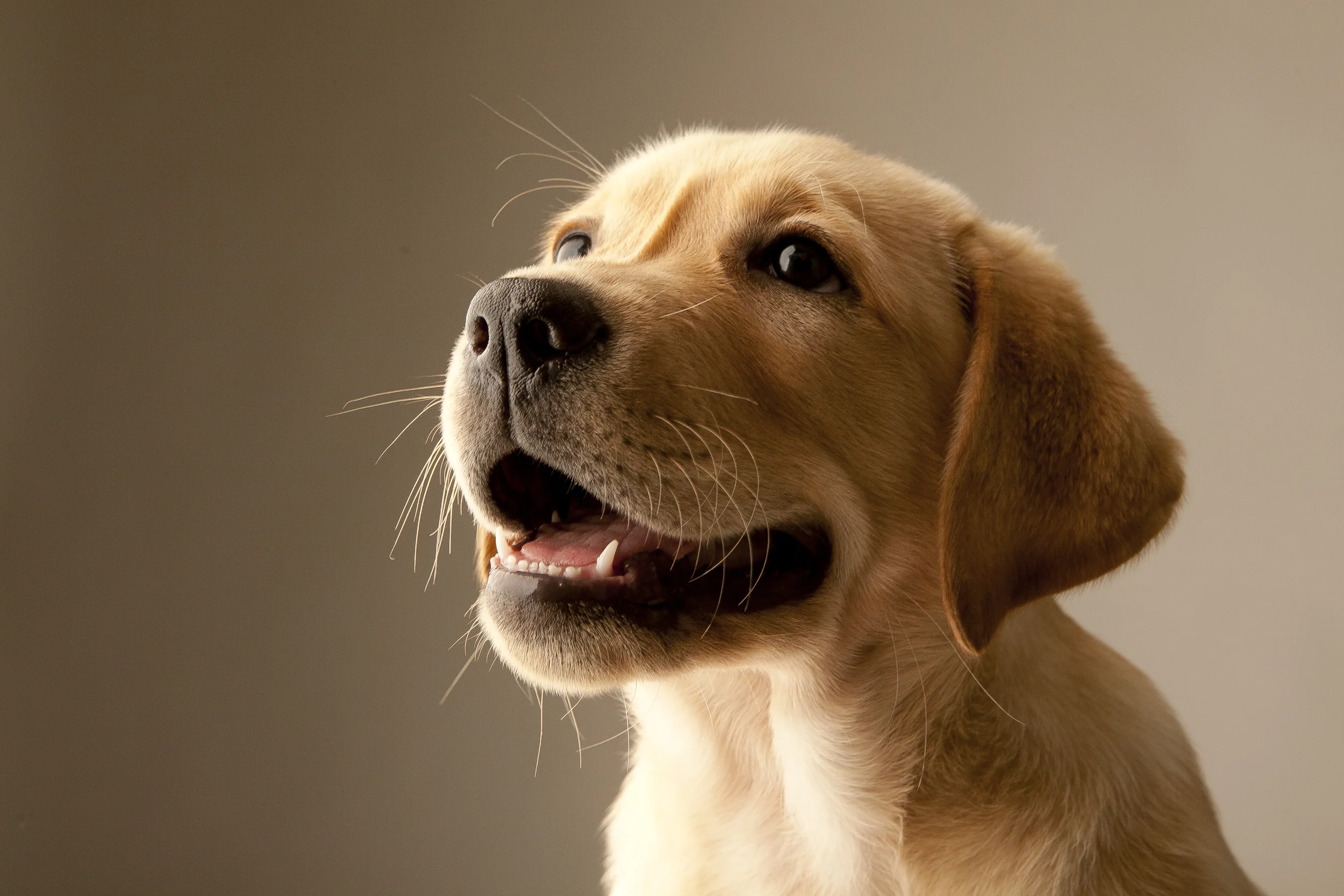 puppies 2013_135.jpg