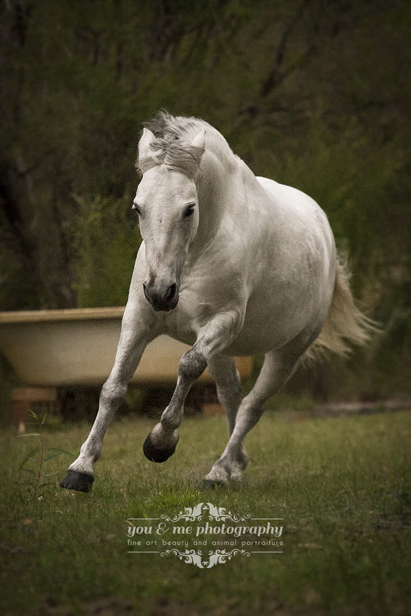 powerful little mare