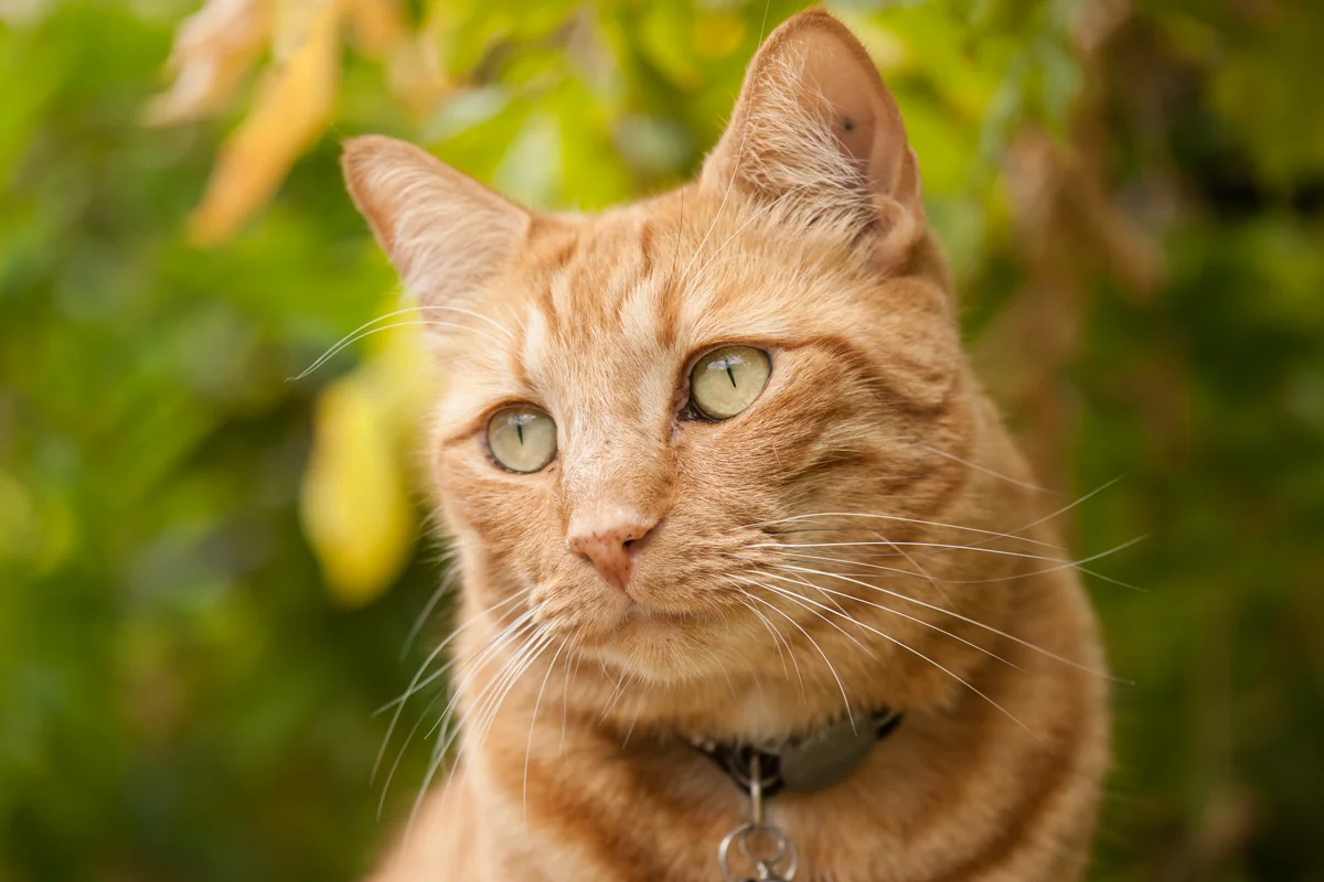 catFB_002.jpg
