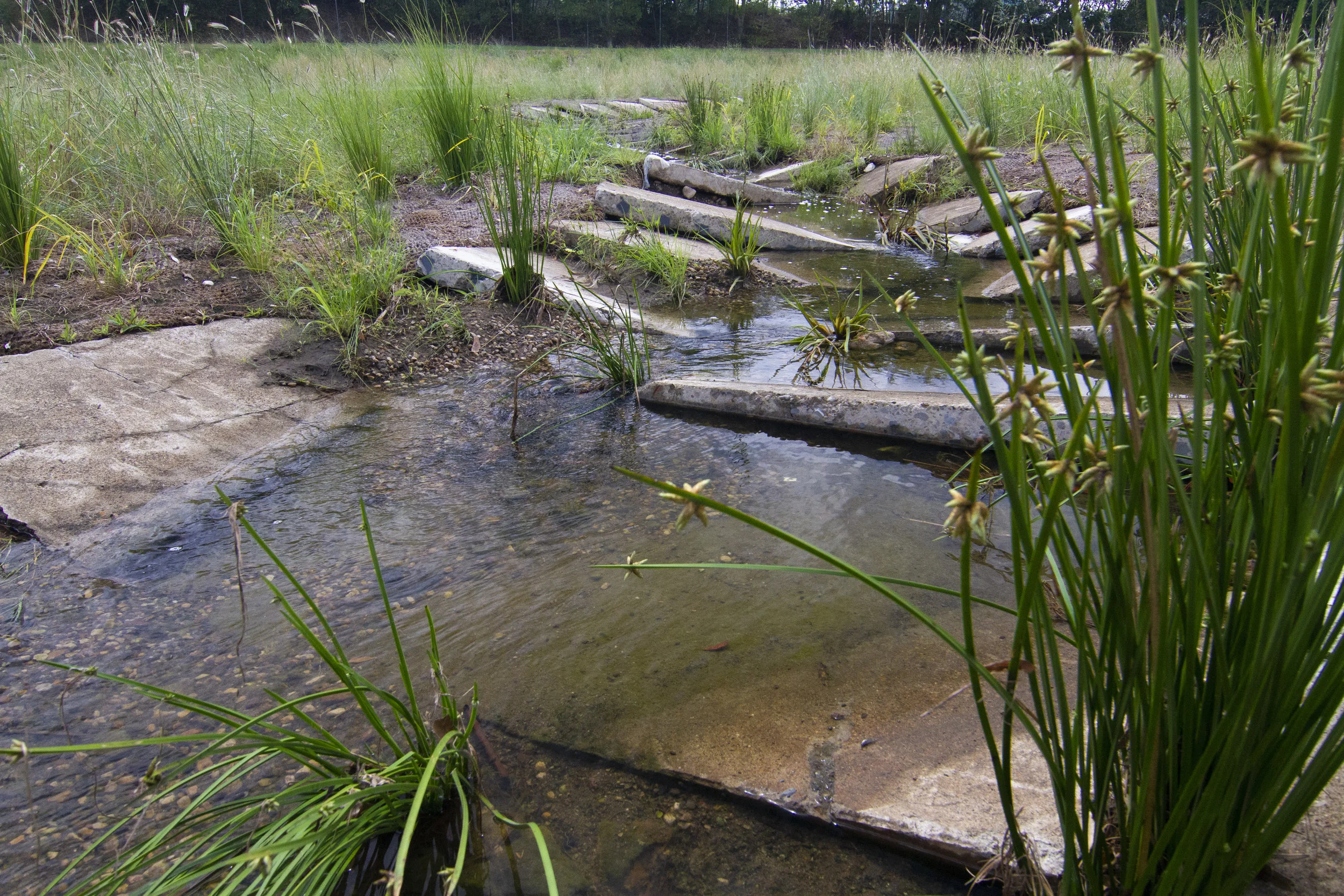 Small Creek Naturalisation