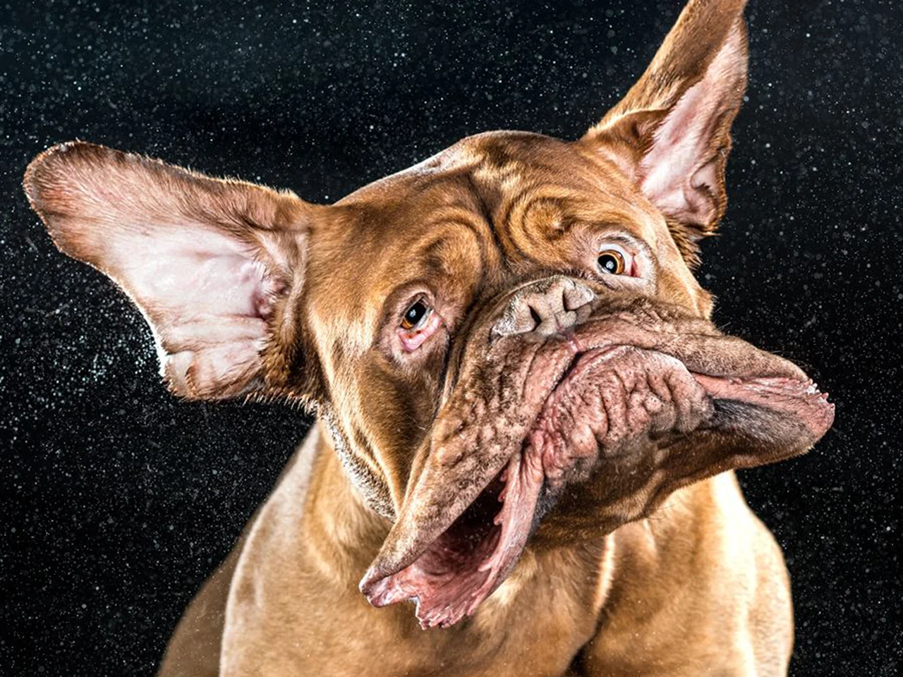 dog.jpg