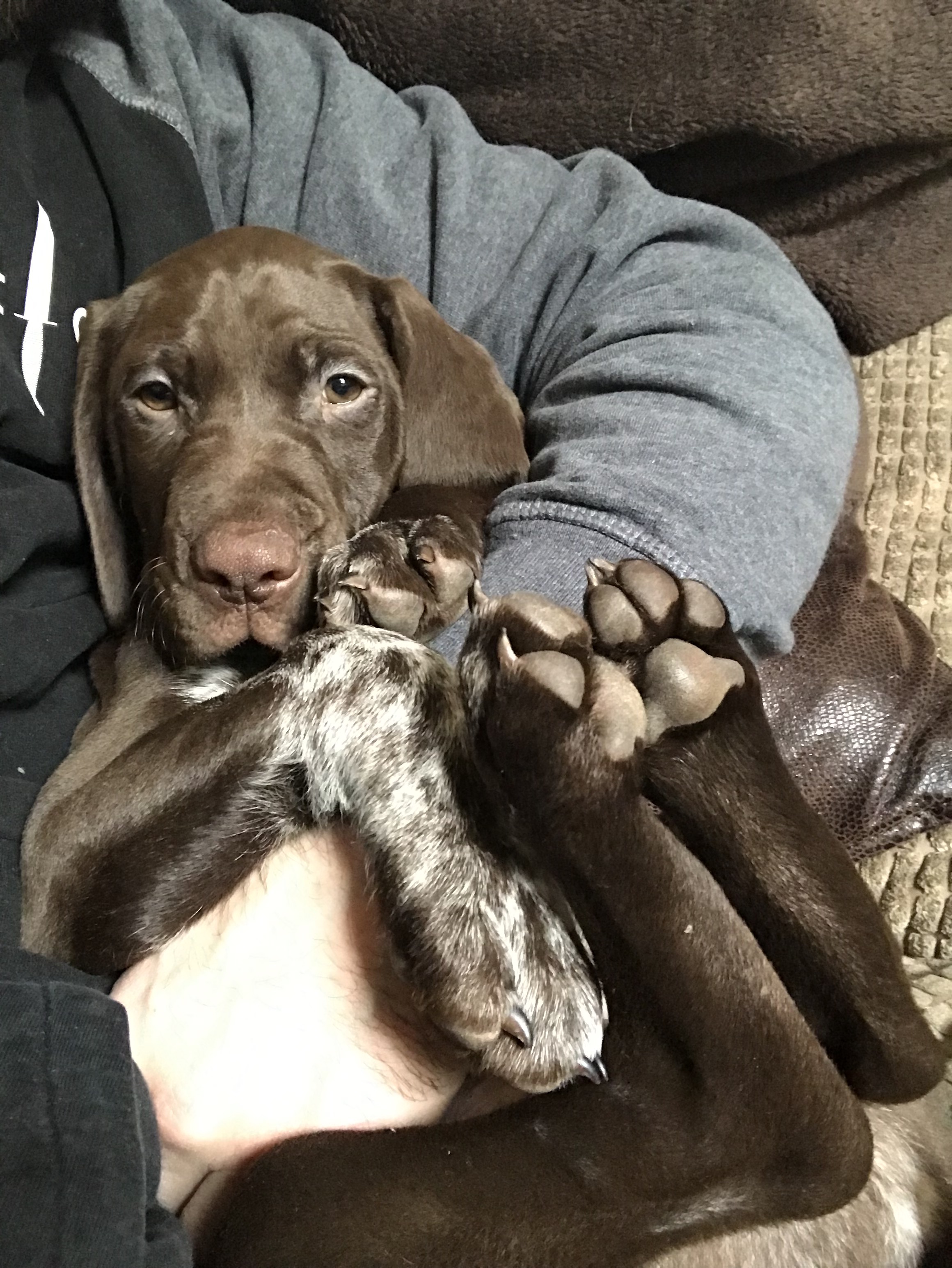 Oppo Cwtches.jpeg