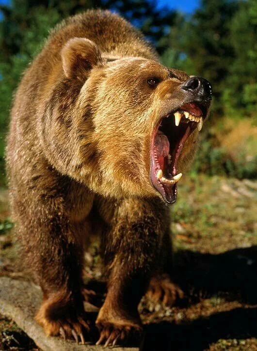bear.jpg