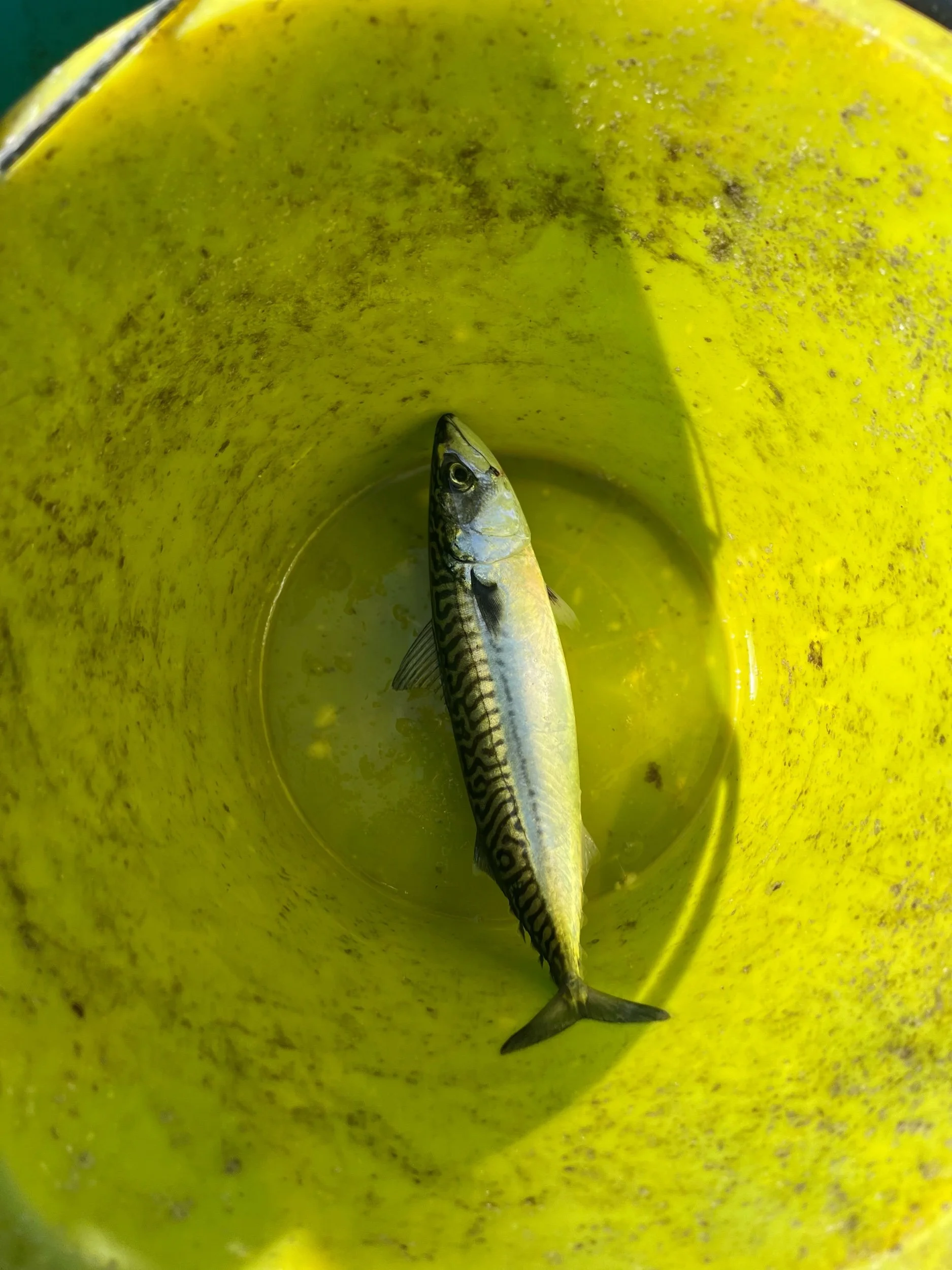 WoD - Monday 9th May, 2022