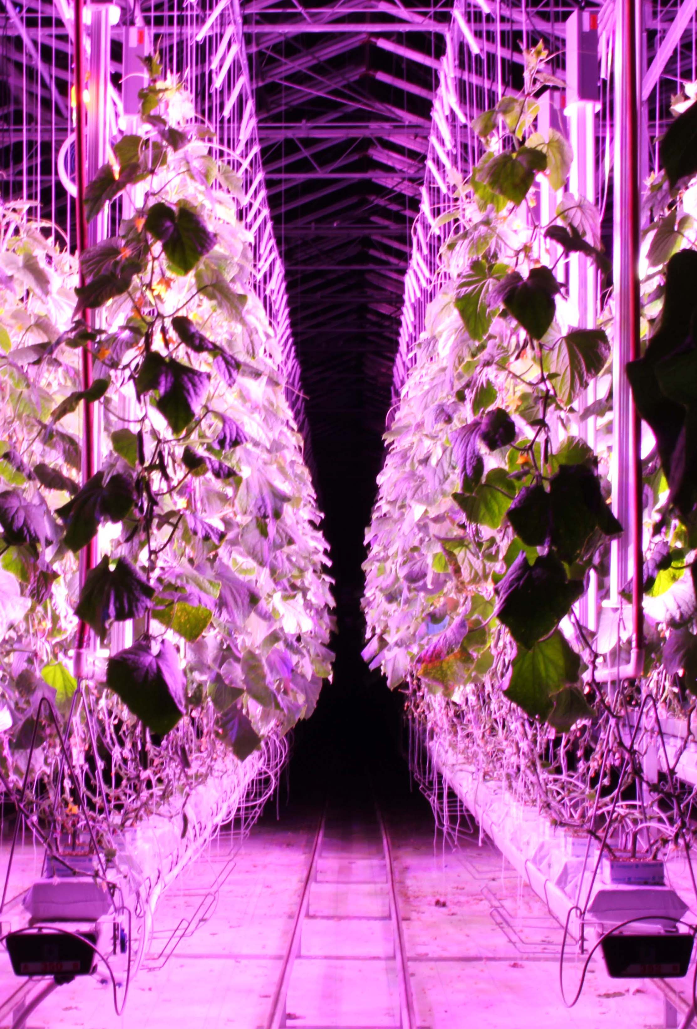 Web_Acorn Design_Inv_15.jpg