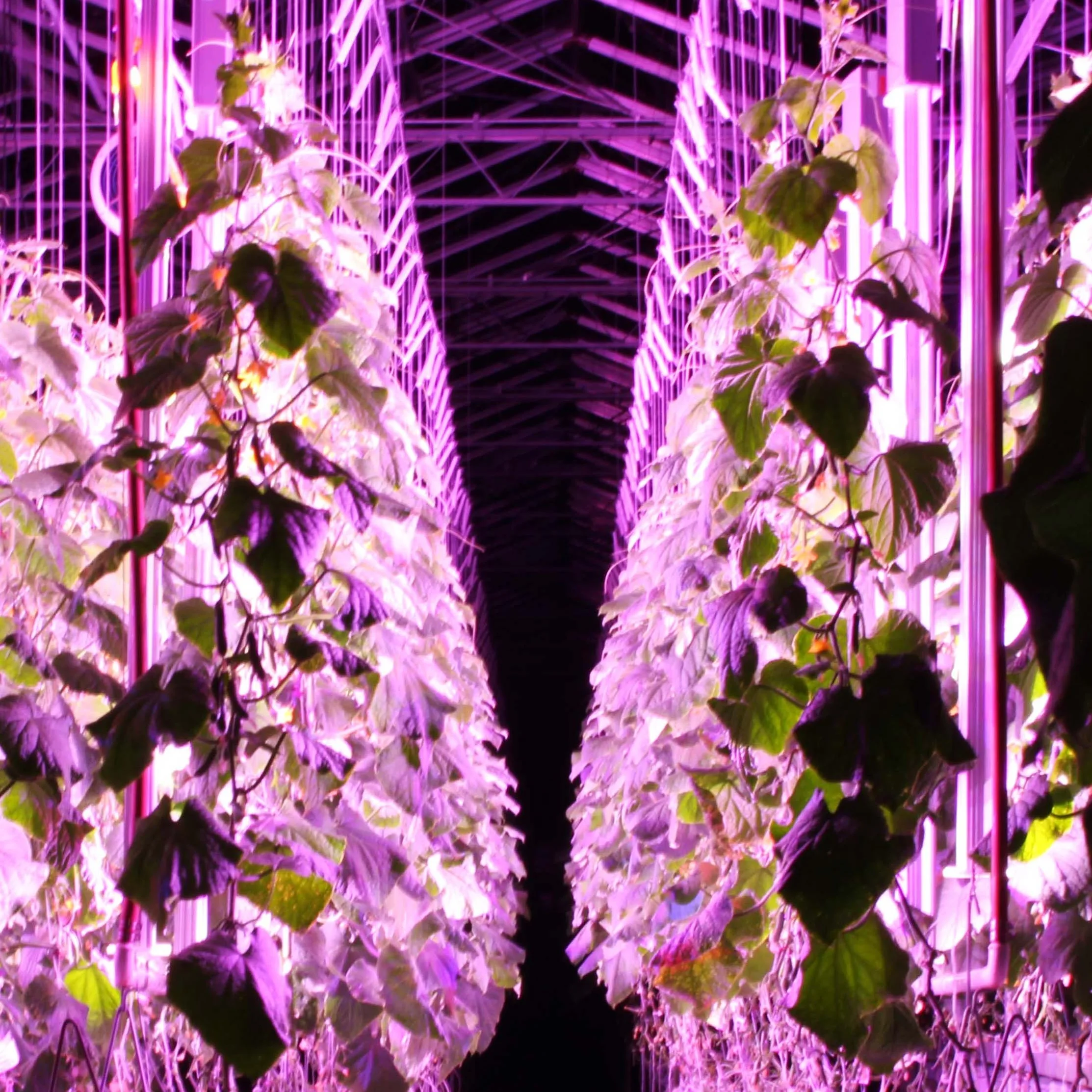 Web_Acorn Design_Inv_15.jpg