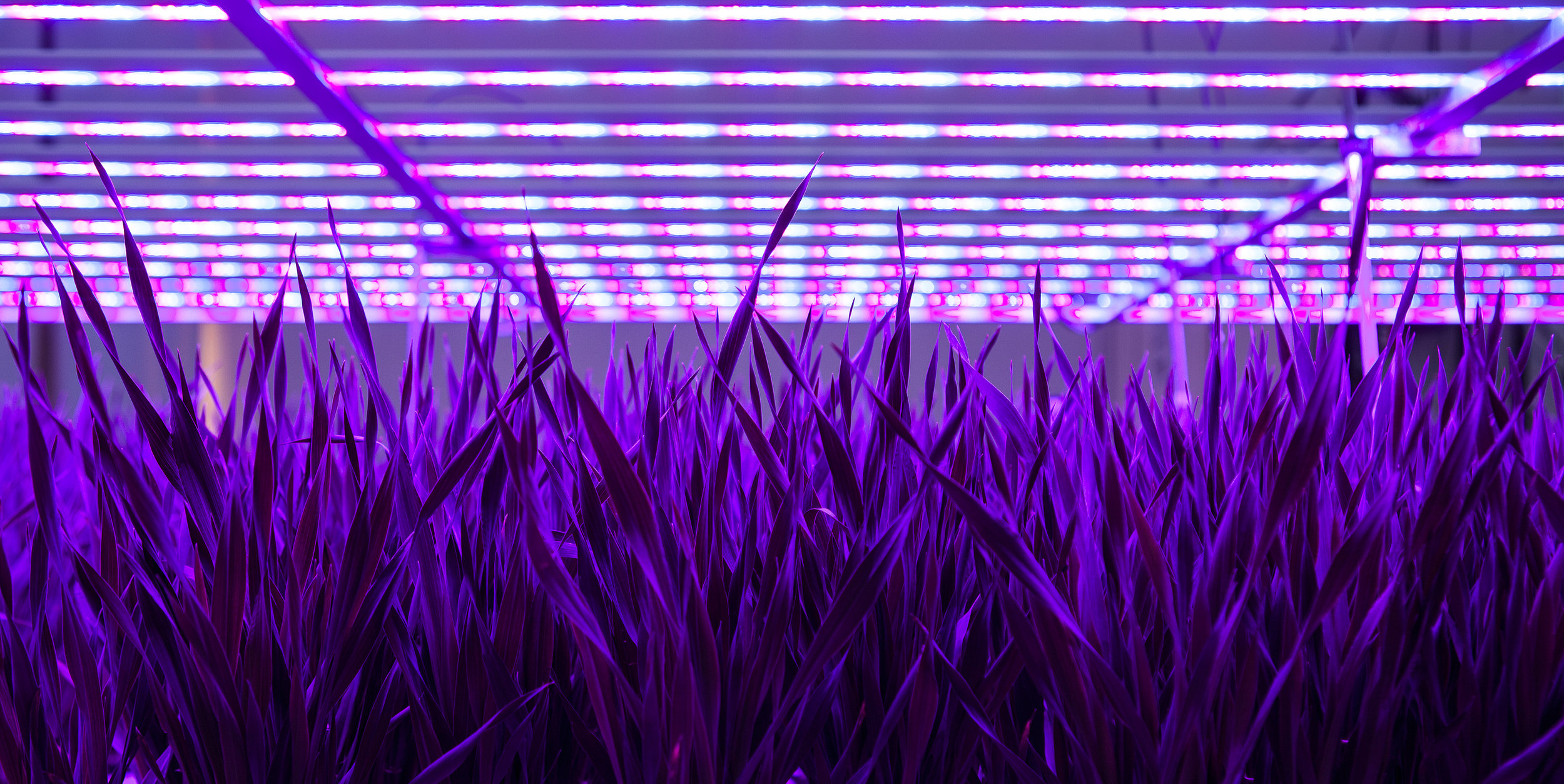 Web_Acorn Design_Inv_07.jpg