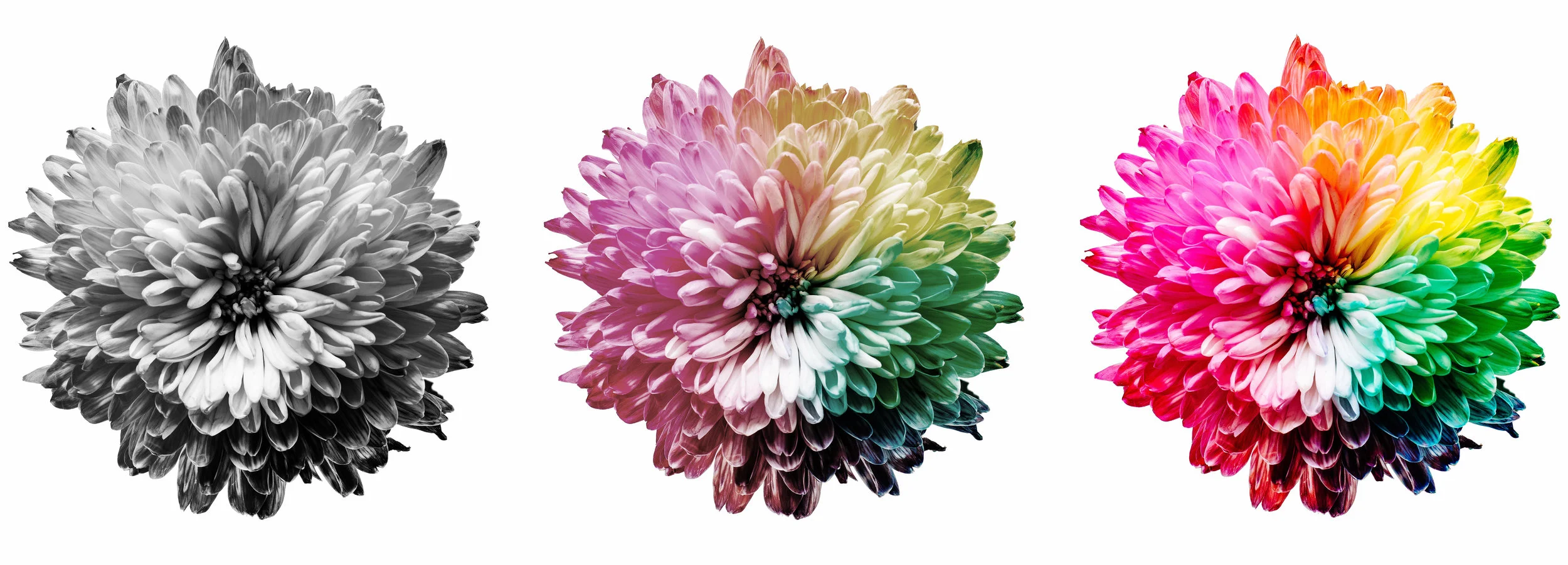 fleur evolution.jpg