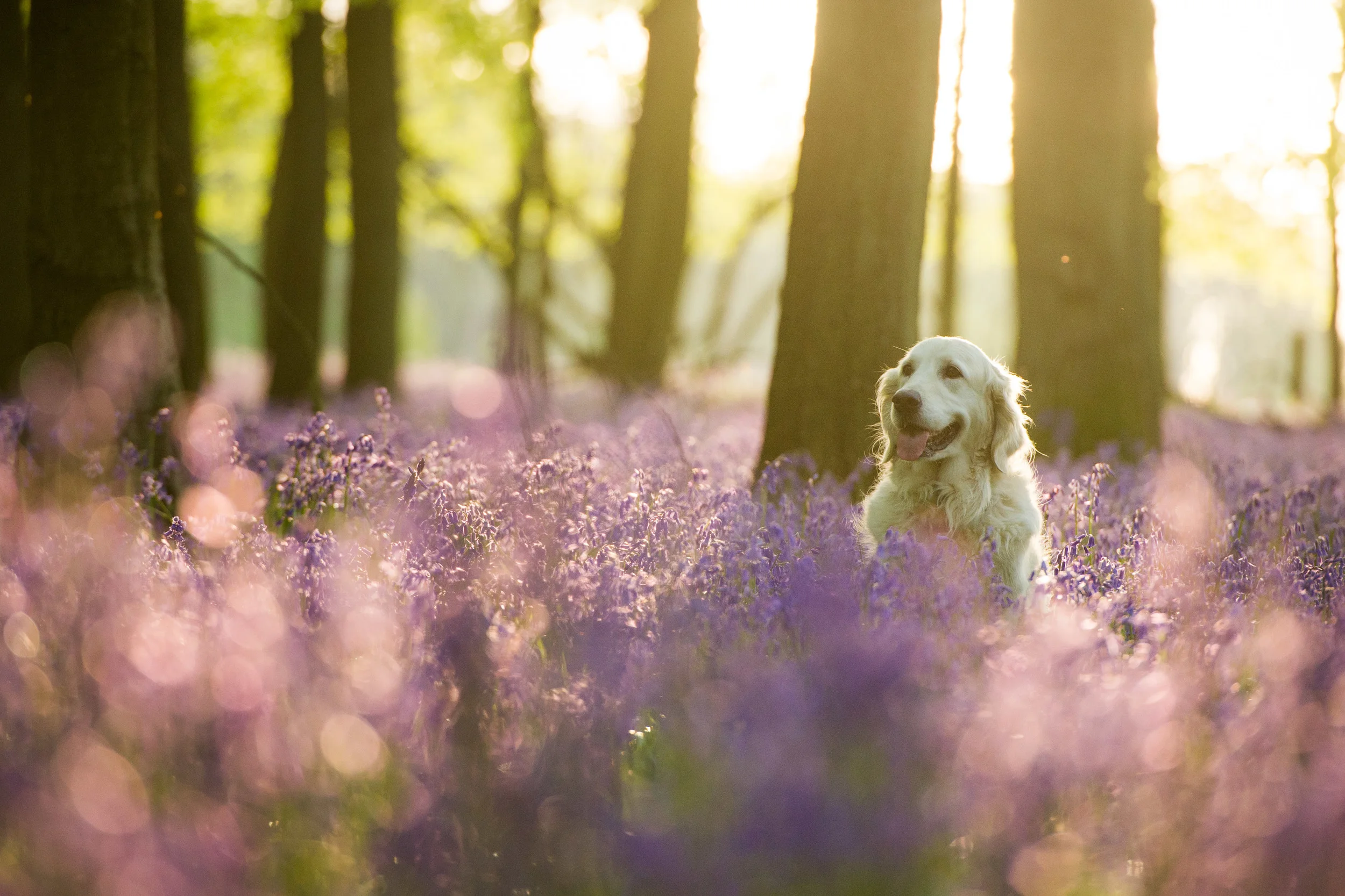 PollyThomas_20140502_Bluebells37.jpg