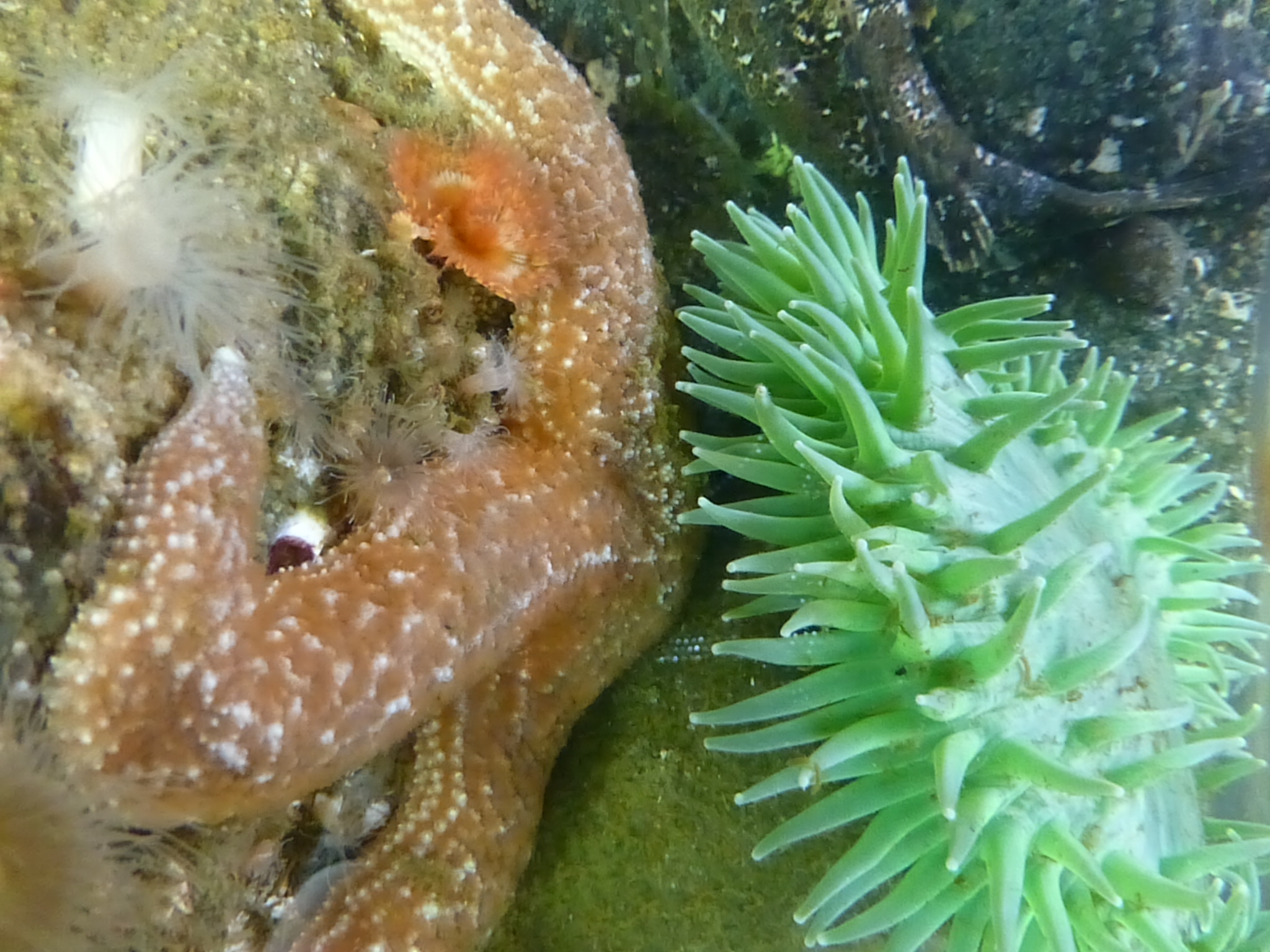 tidepool