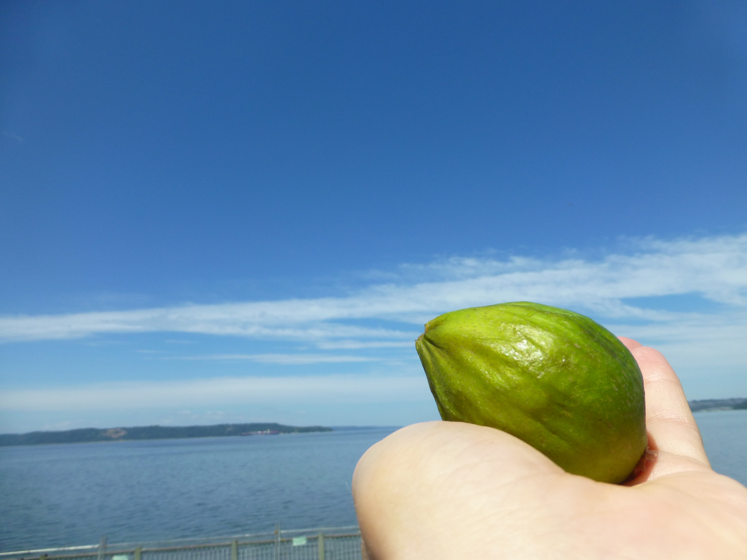 Fig grown near Puget Sound.