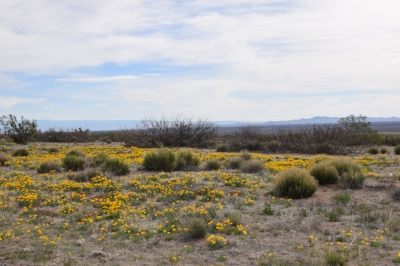 Blooming desert at WSMR