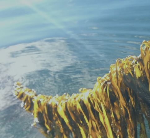 The Landing School x Springtide Seaweed: Seaweed Cooking Course