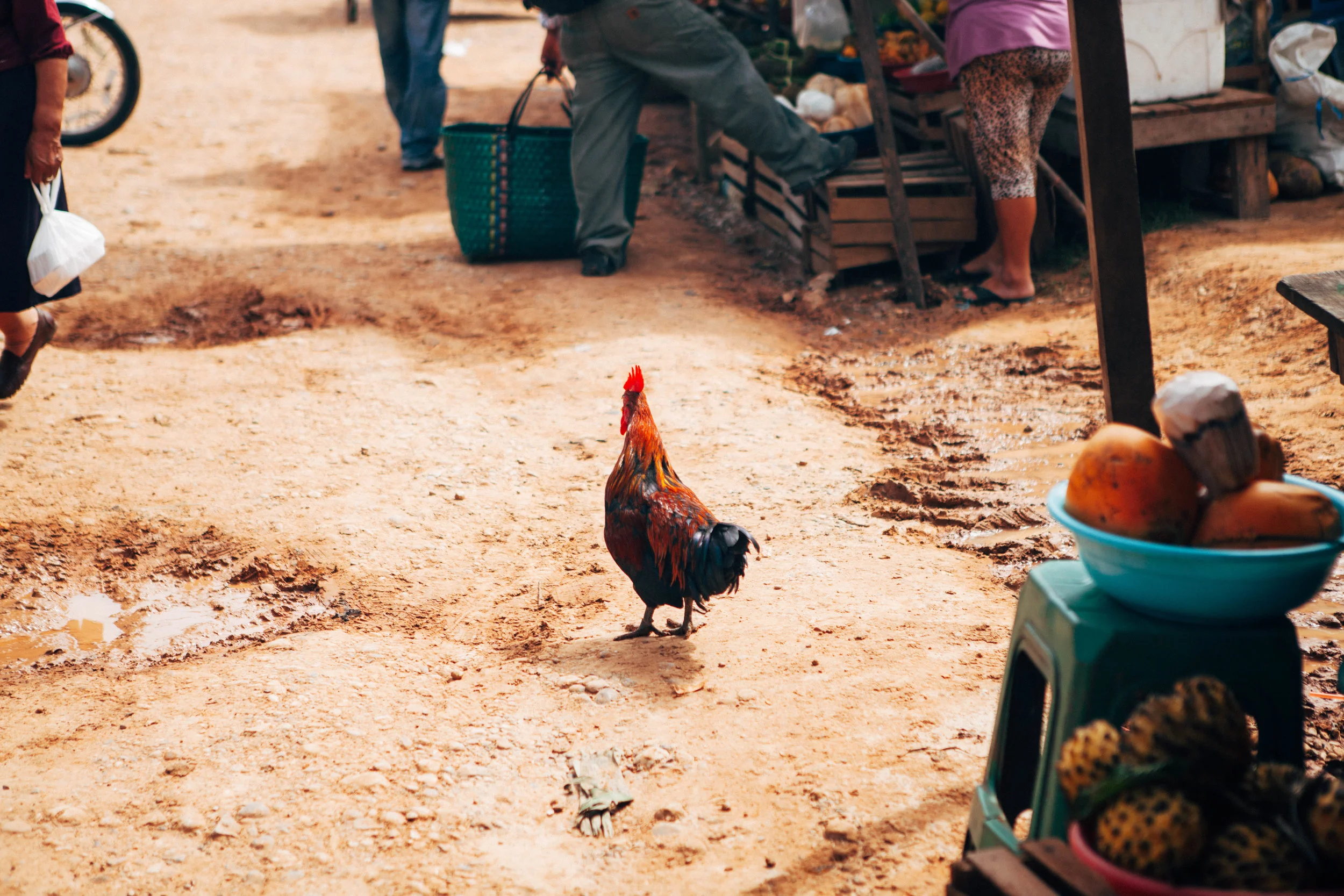 the rooster-1.jpg