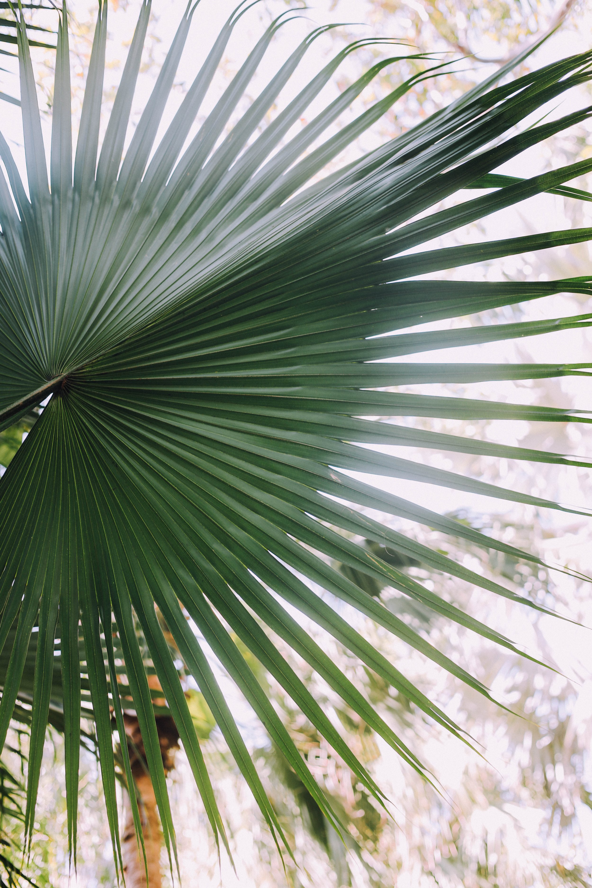 fan palm.jpg