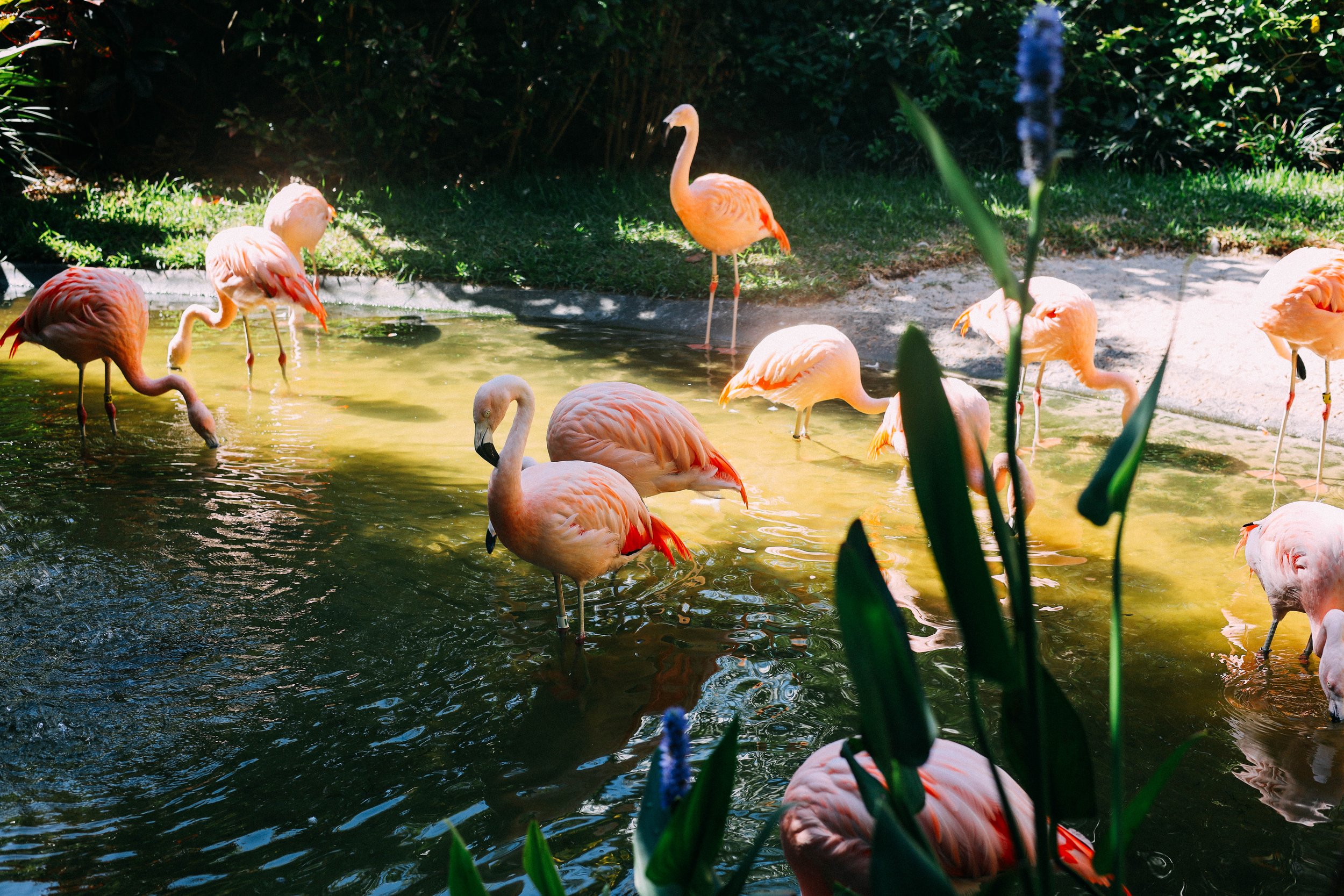flamingles.jpg