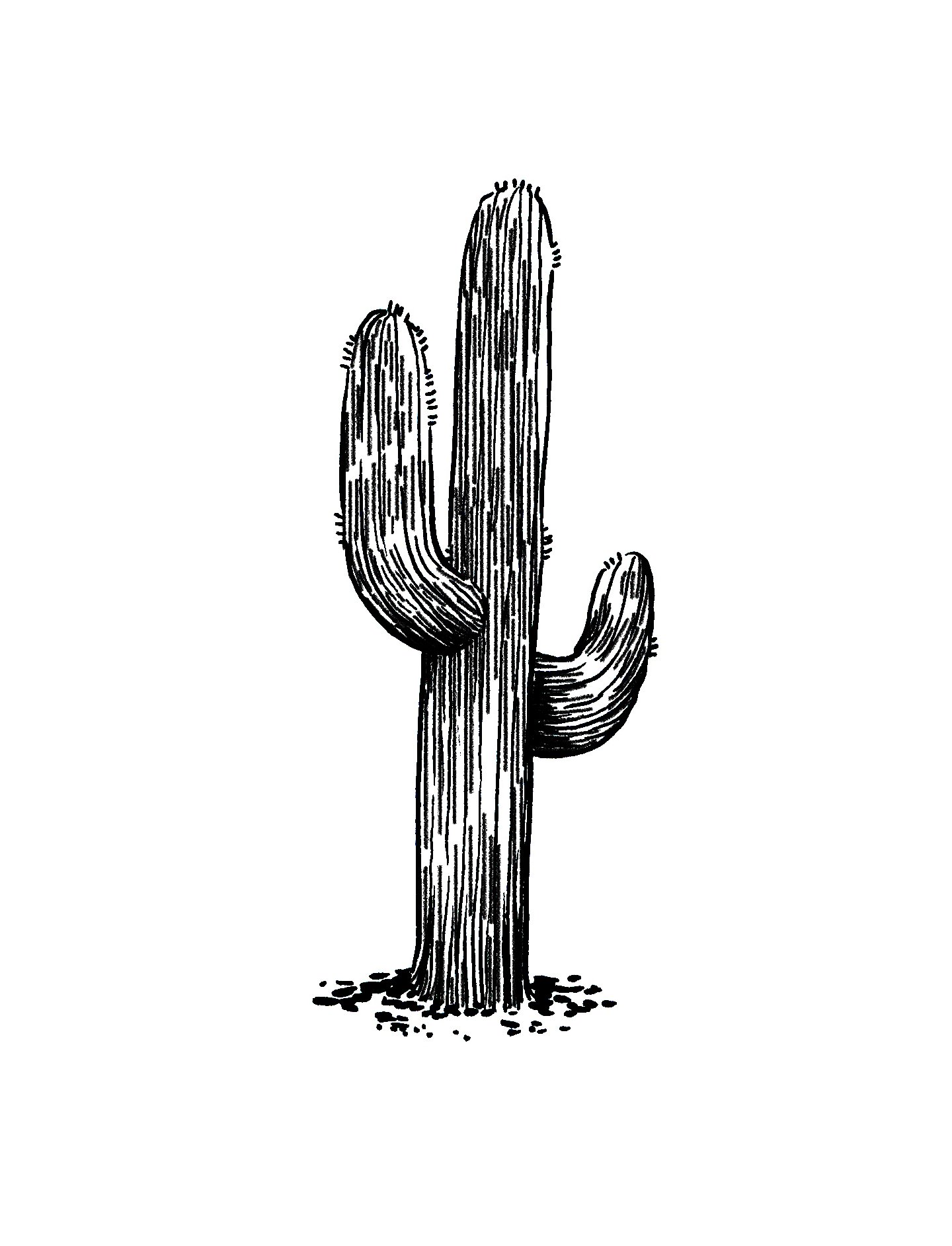 saguaro_revised.jpg