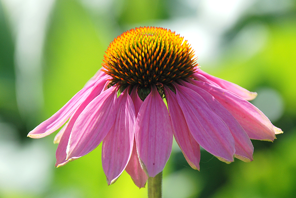  Echinacea purpura