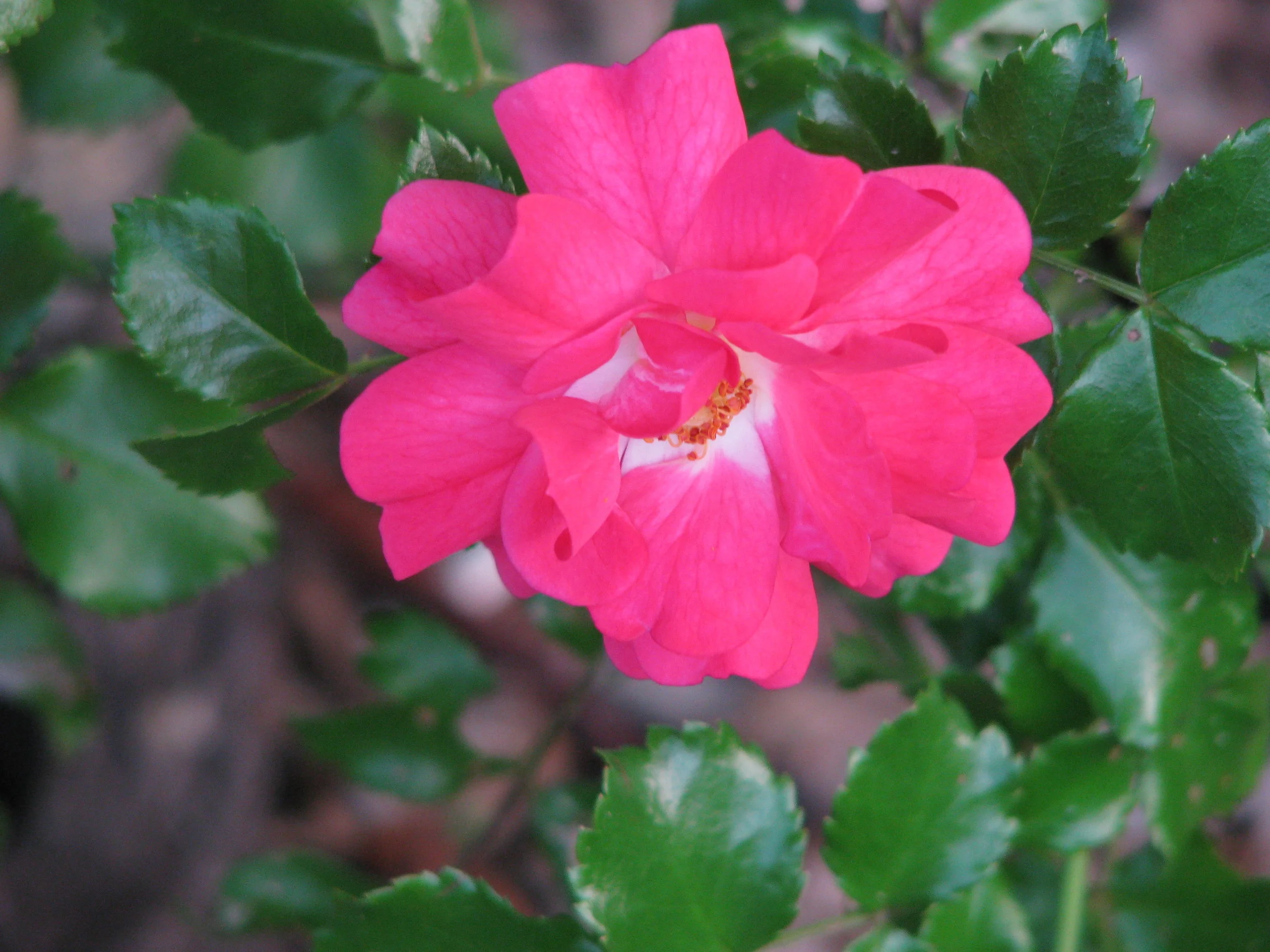 Why Both Sorrow & Happiness are Necessary