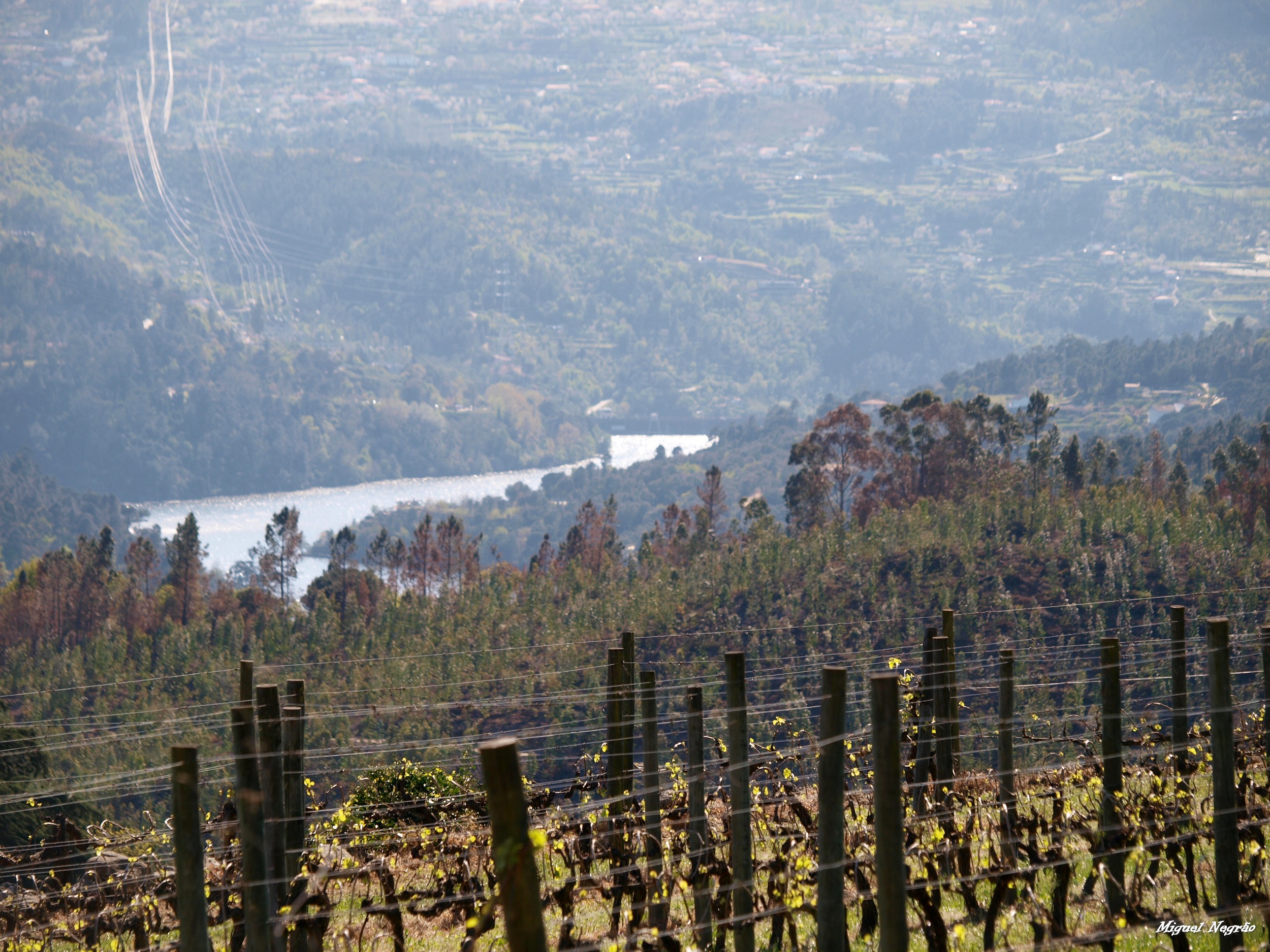 Our vineyards in the Winter with the Douro River in the background