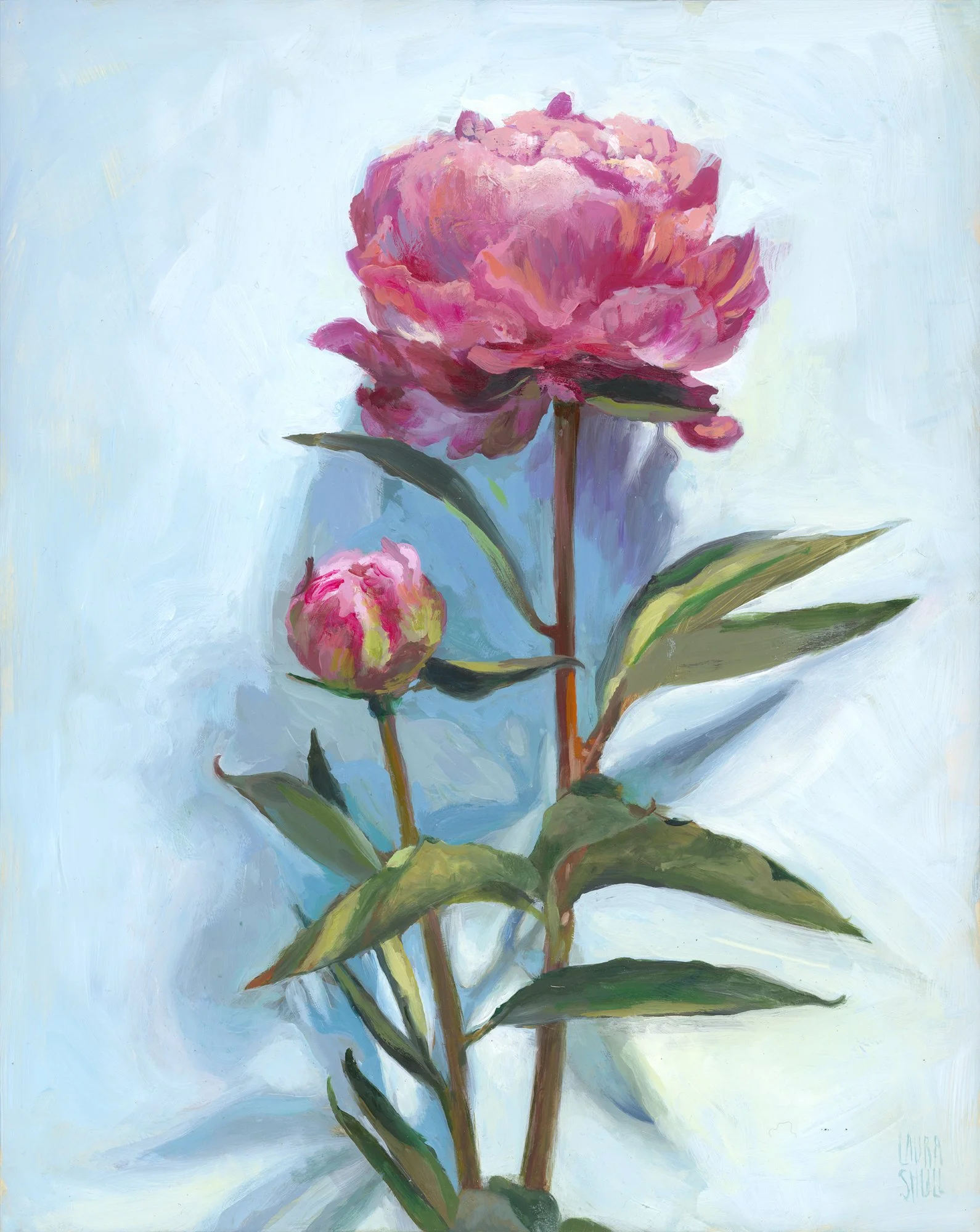Peonies, 2014
