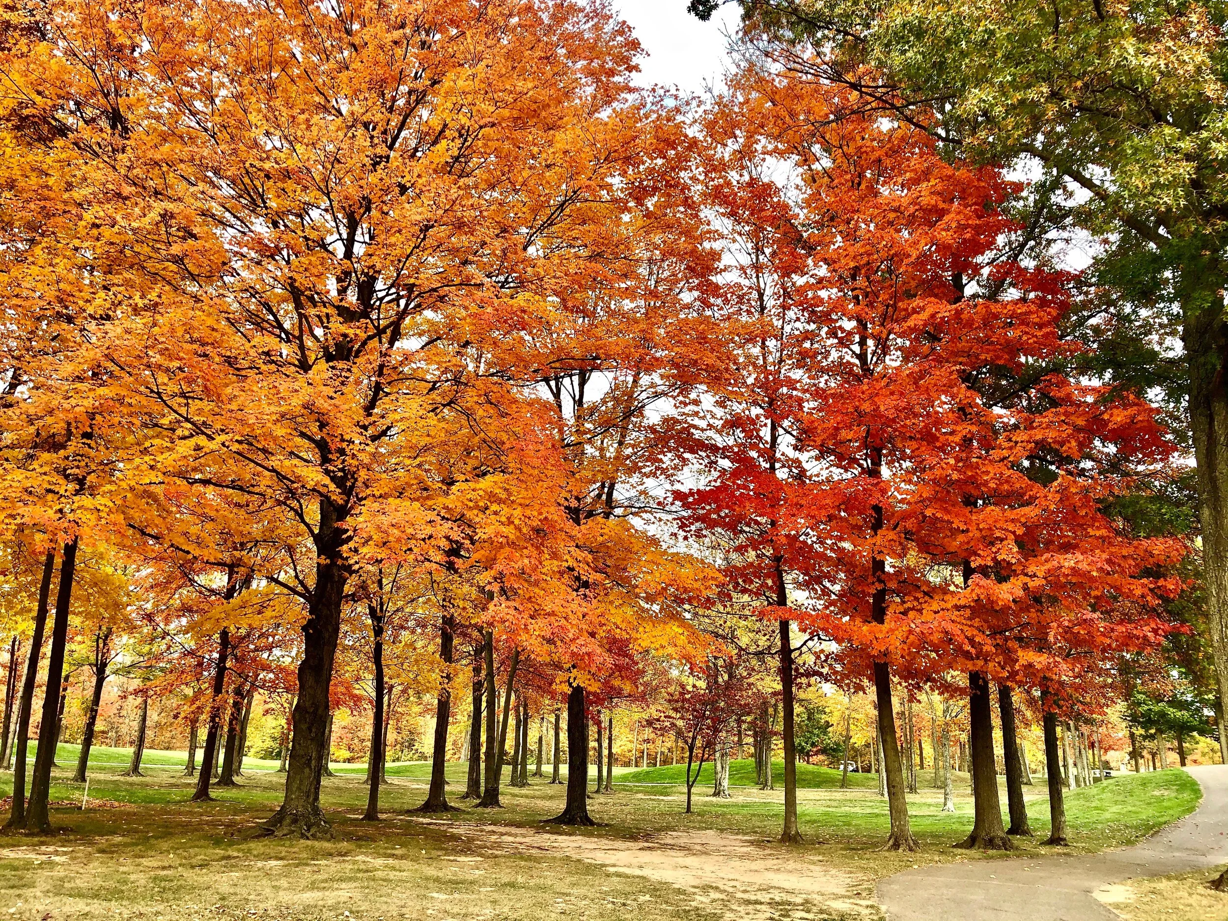 FallFoliagePhoto.jpg
