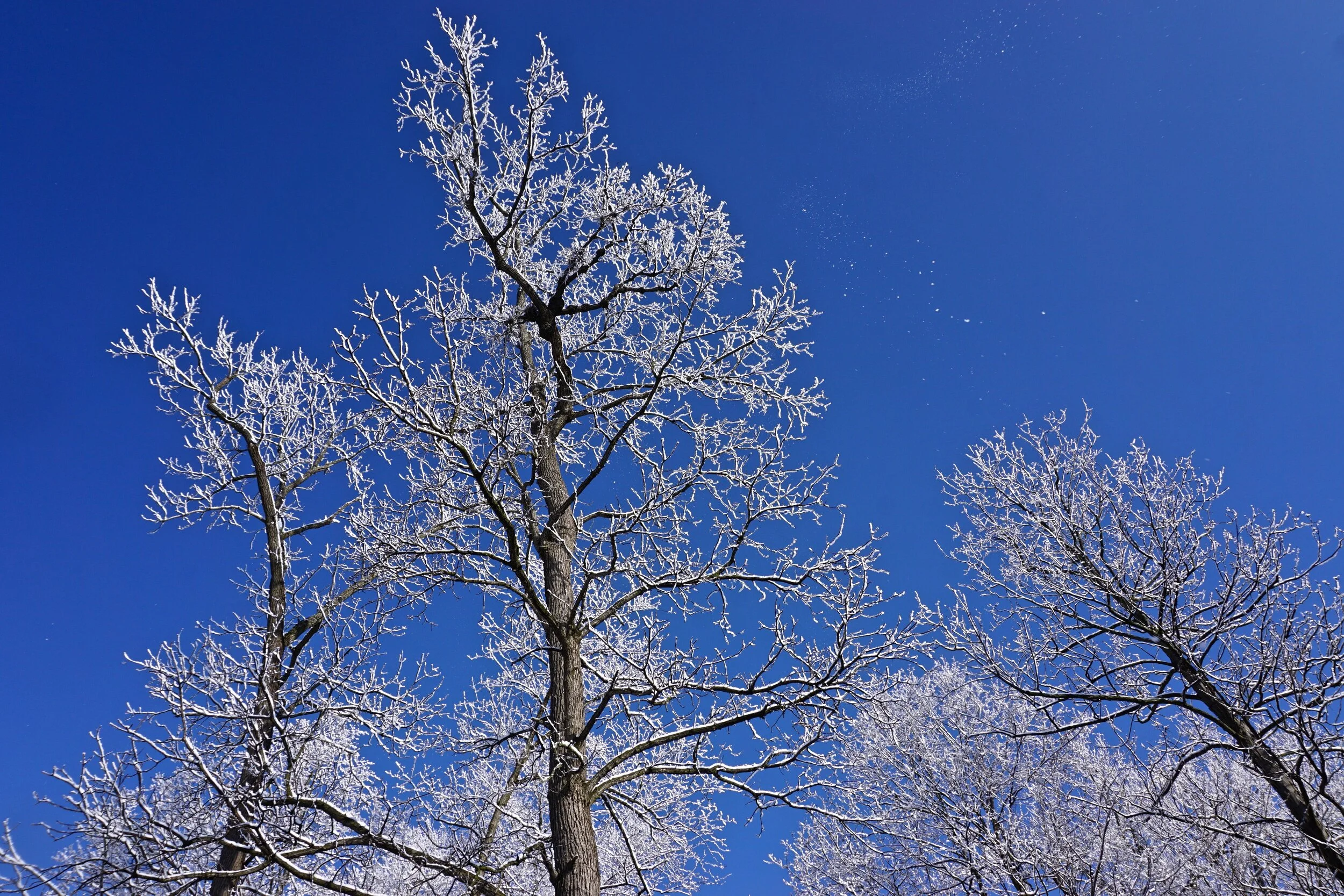WinterTreesPhoto.jpg