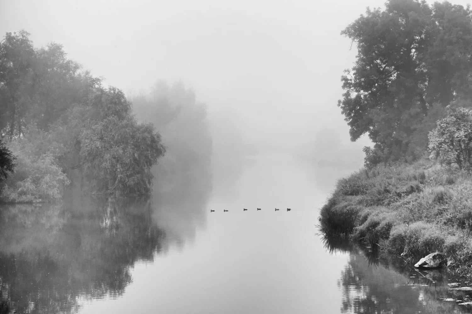 Ducks in a row: River Teviot in the Scottish Borders.