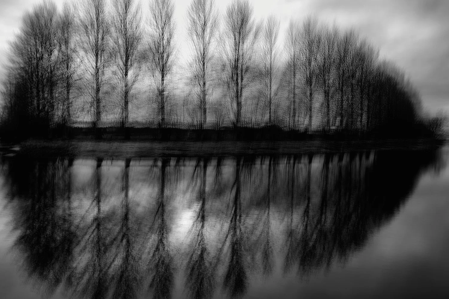 A line of trees by the River Teviot in the Scottish Borders.
