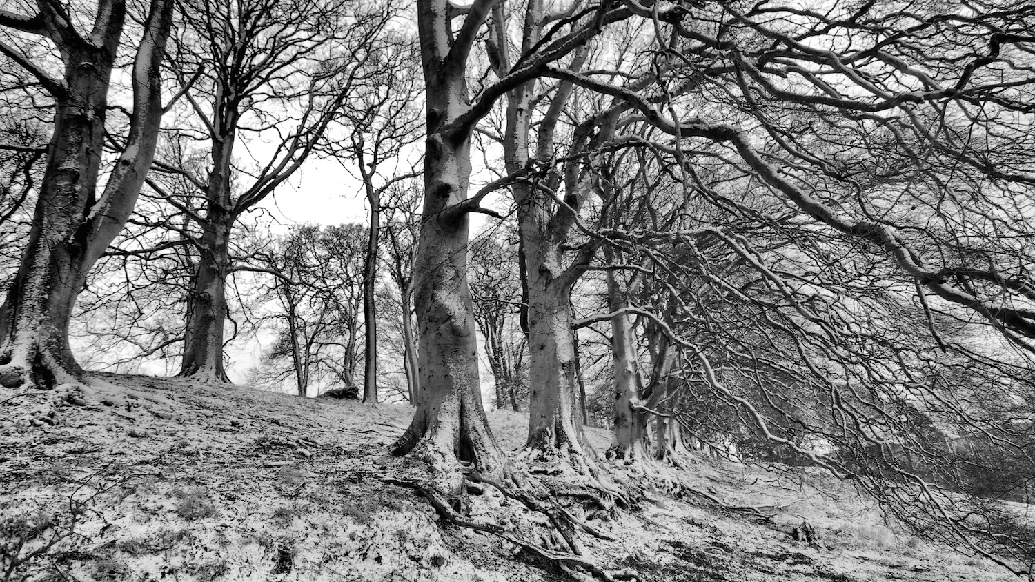 Snow fall on trees.
