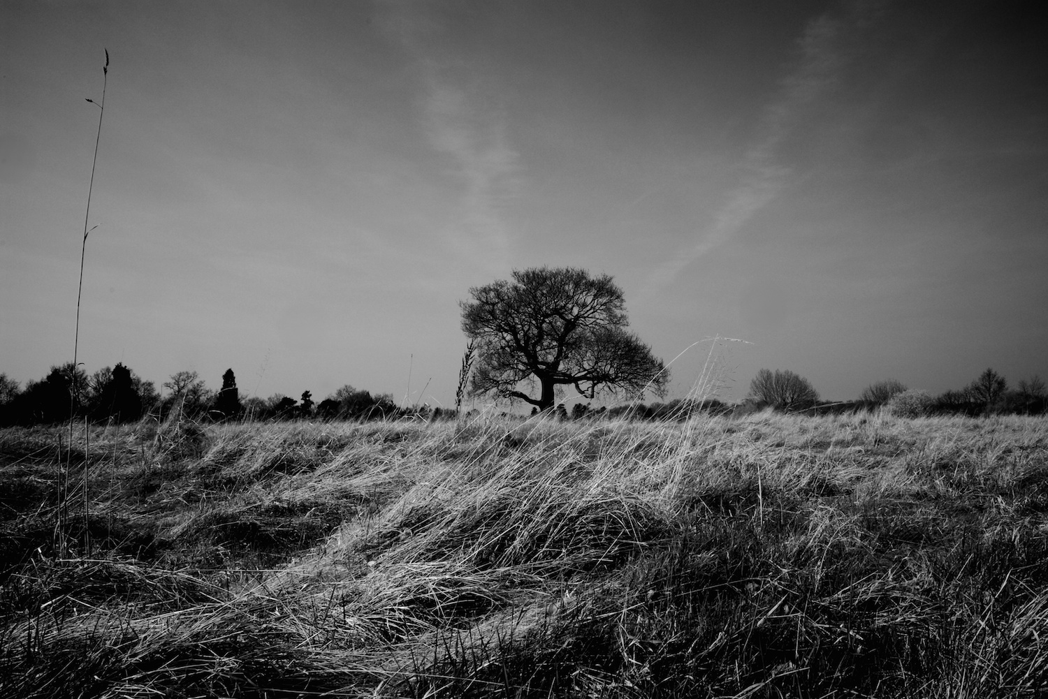 Tree on a hill.