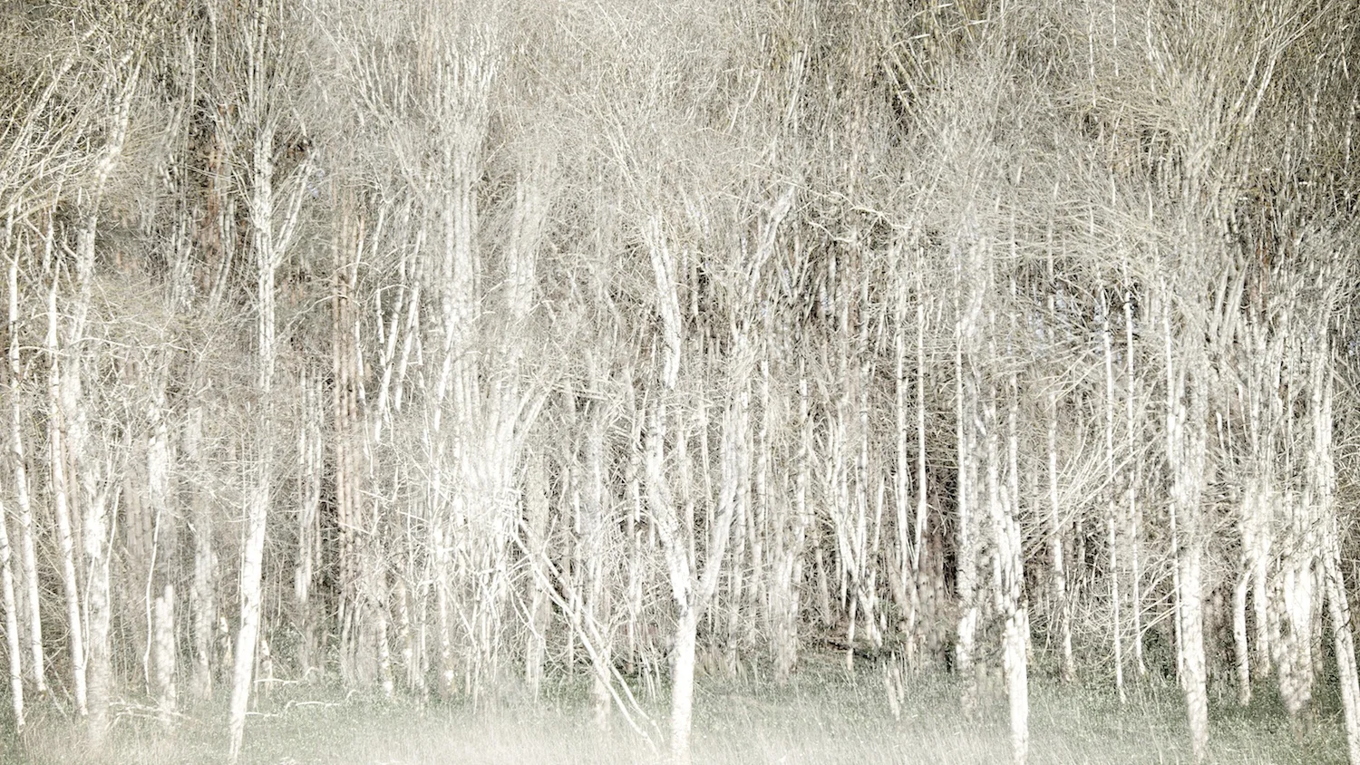  101 trees, maybe more… 