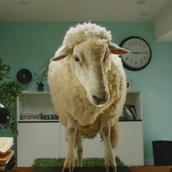 Ernest-Sheep head shake.gif
