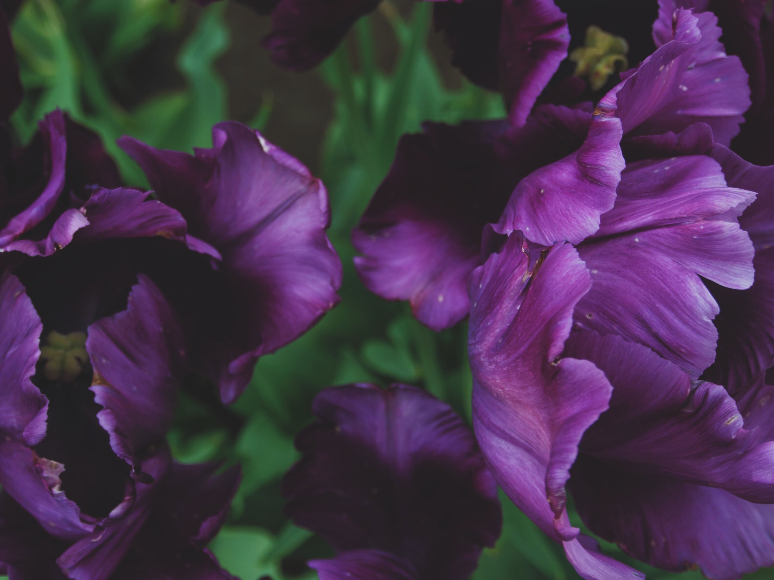 The Fields of Spring