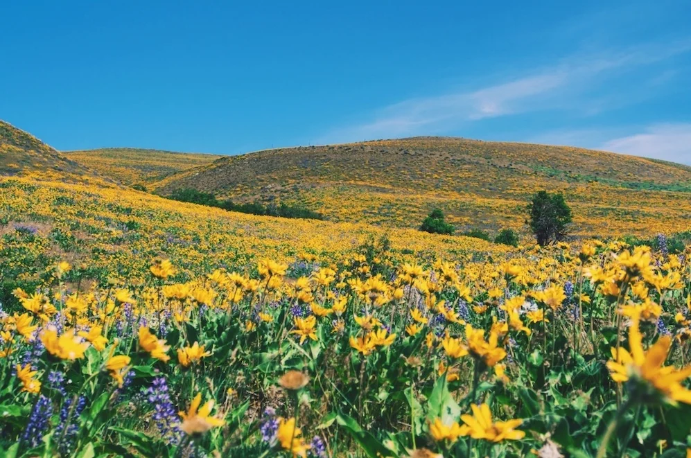 The Dalles Mountain Ranch