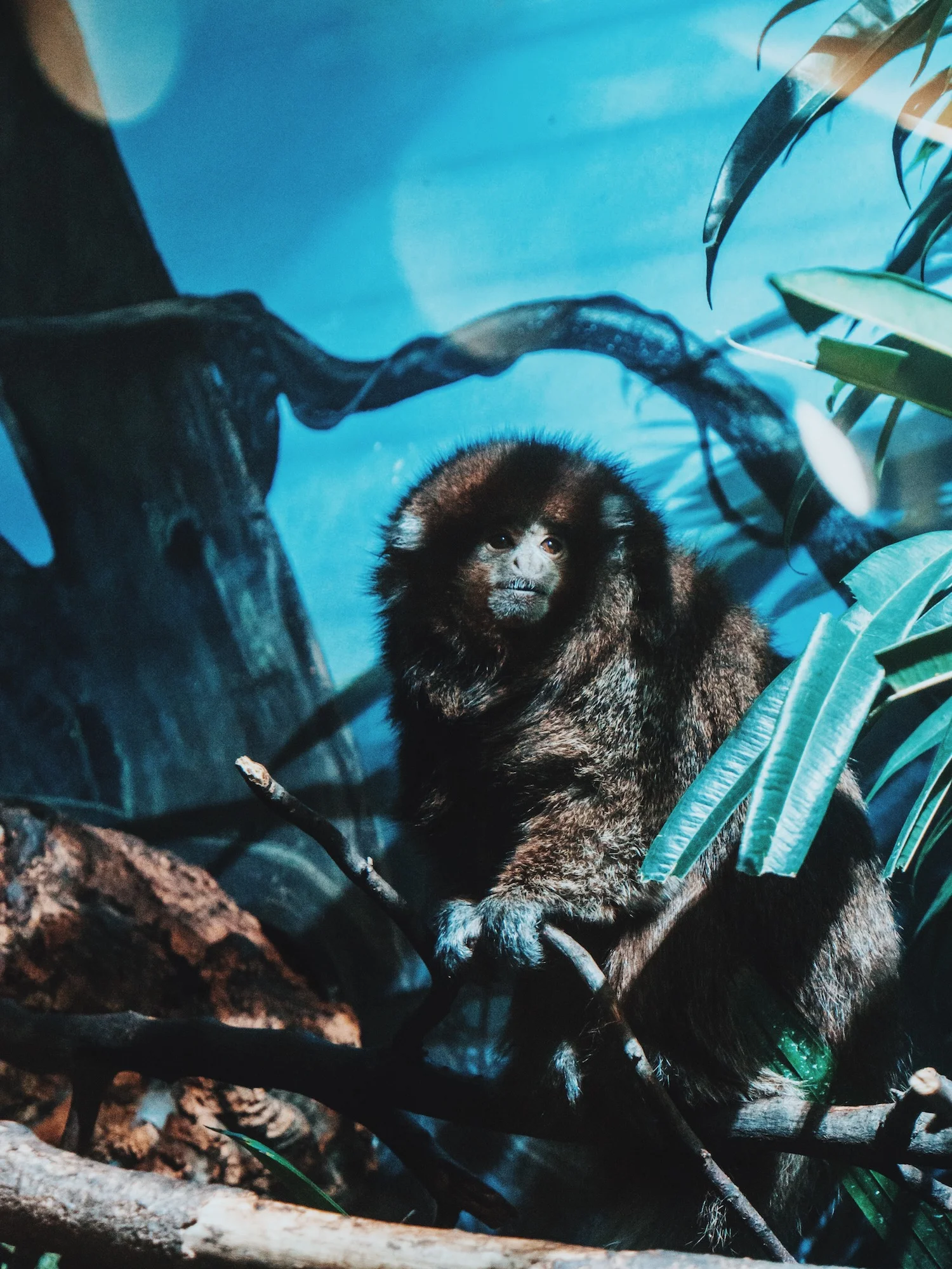 Time to Monkey Around