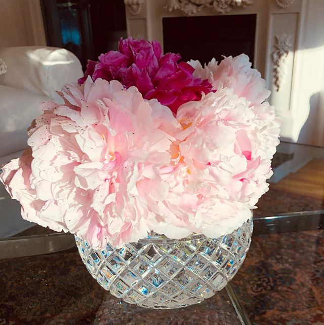 Peonies from my garden